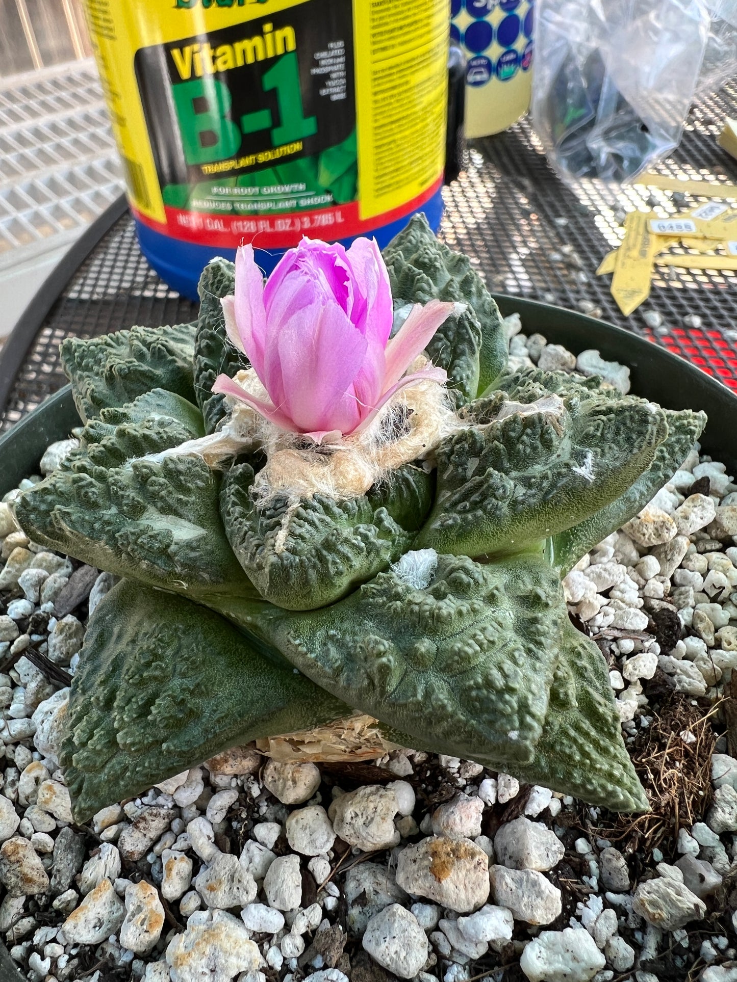 Ariocarpus Godzilla cactus in 6 inch pot