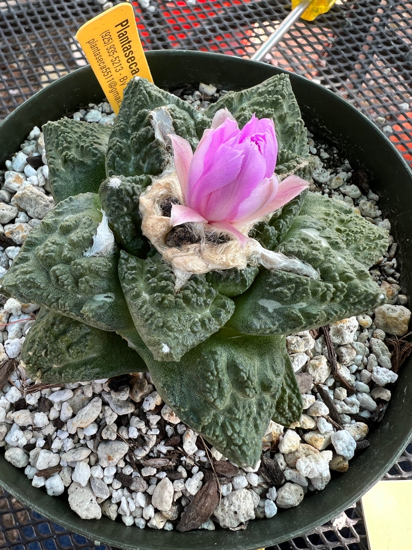 Ariocarpus Godzilla cactus in 6 inch pot