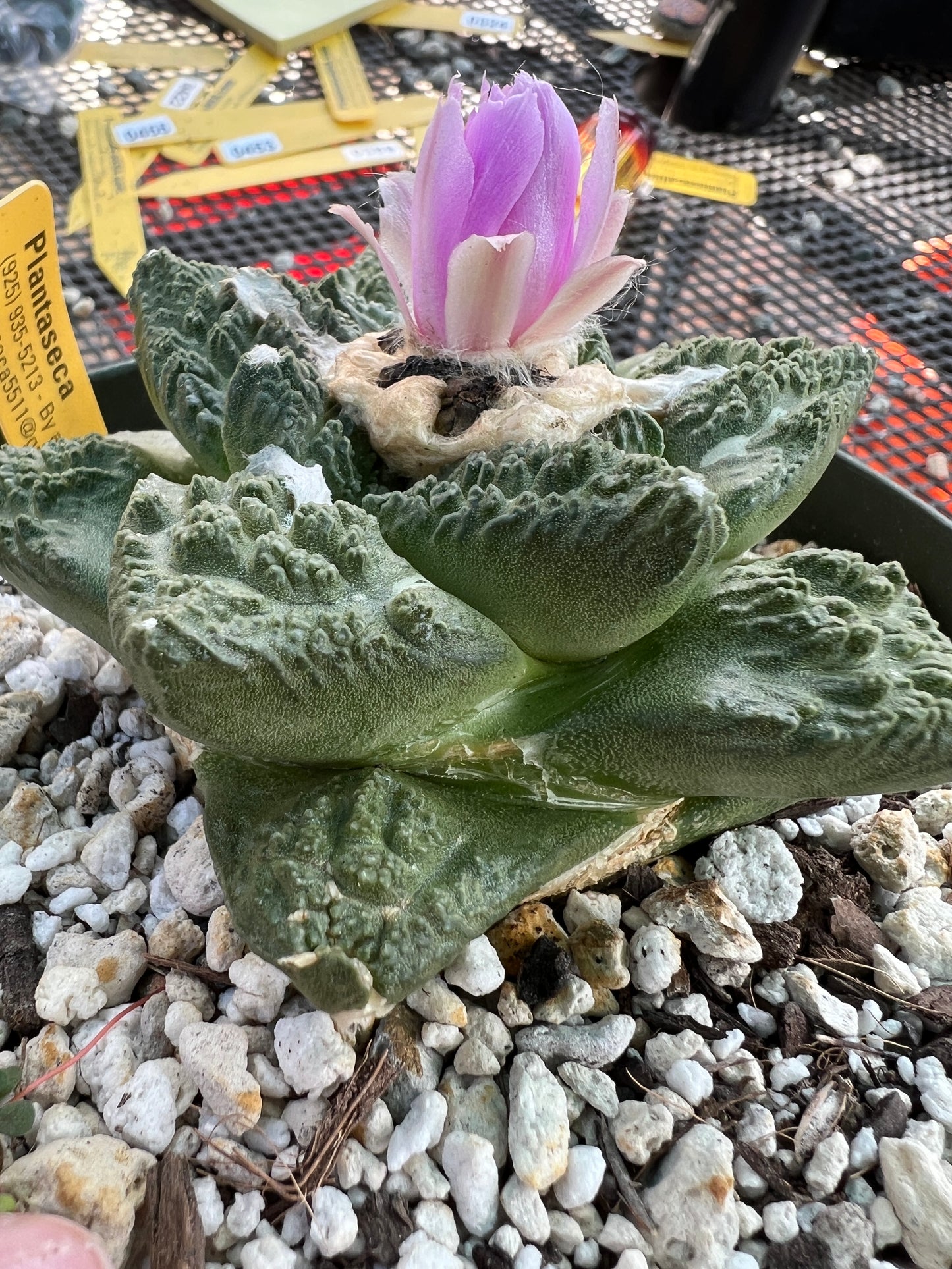 Ariocarpus Godzilla cactus in 6 inch pot