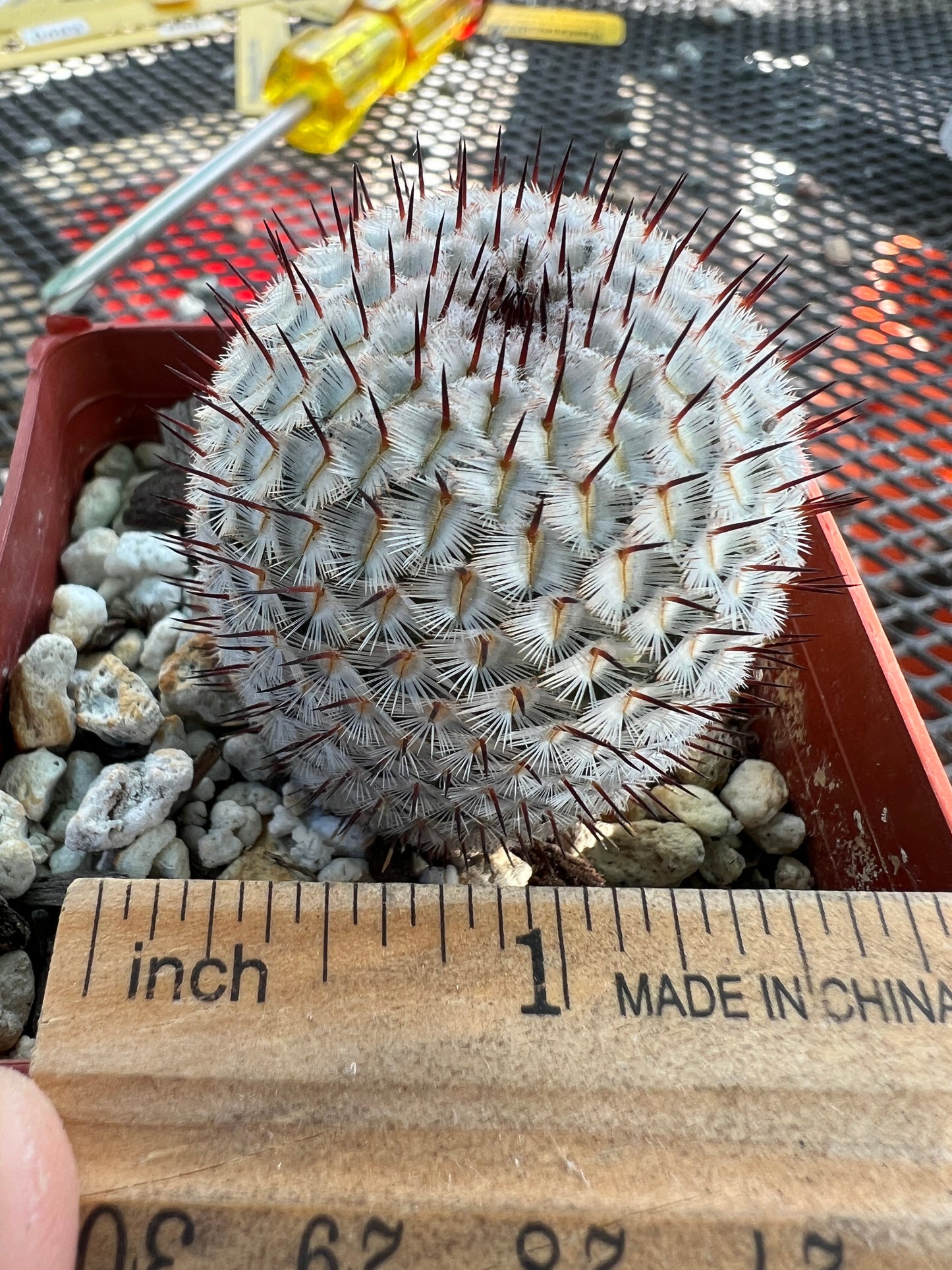 Mammillaria perezdelarosae v. Andersoniana rare miniature cactus beautiful