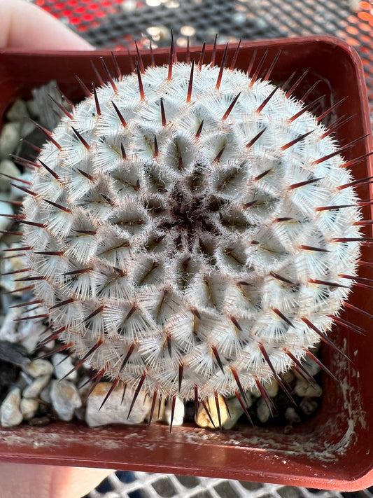 Mammillaria perezdelarosae v. Andersoniana rare miniature cactus beautiful