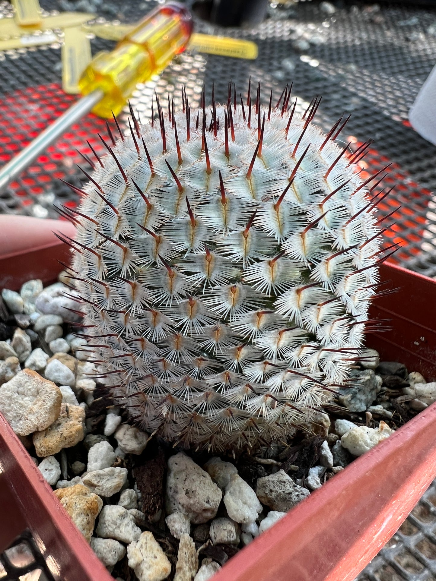 Mammillaria perezdelarosae v. Andersoniana rare miniature cactus beautiful