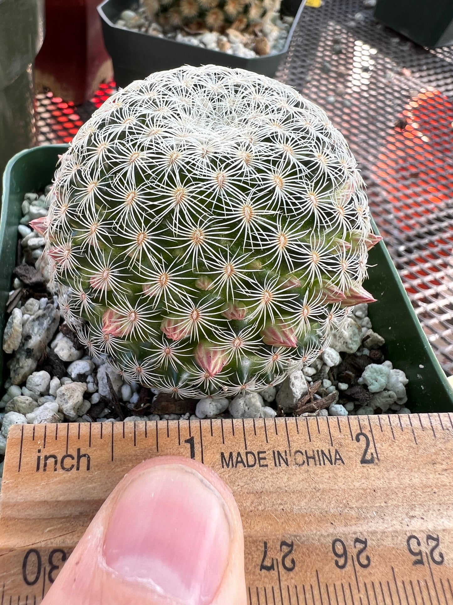 Mammillaria solisioides rare cactus