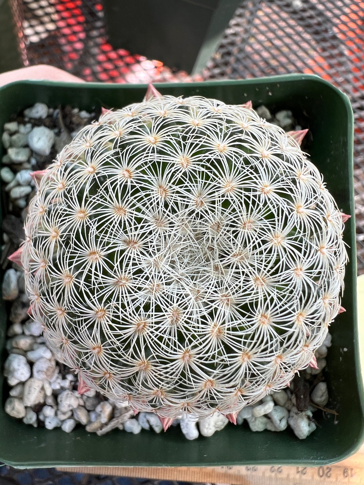 Mammillaria solisioides rare cactus