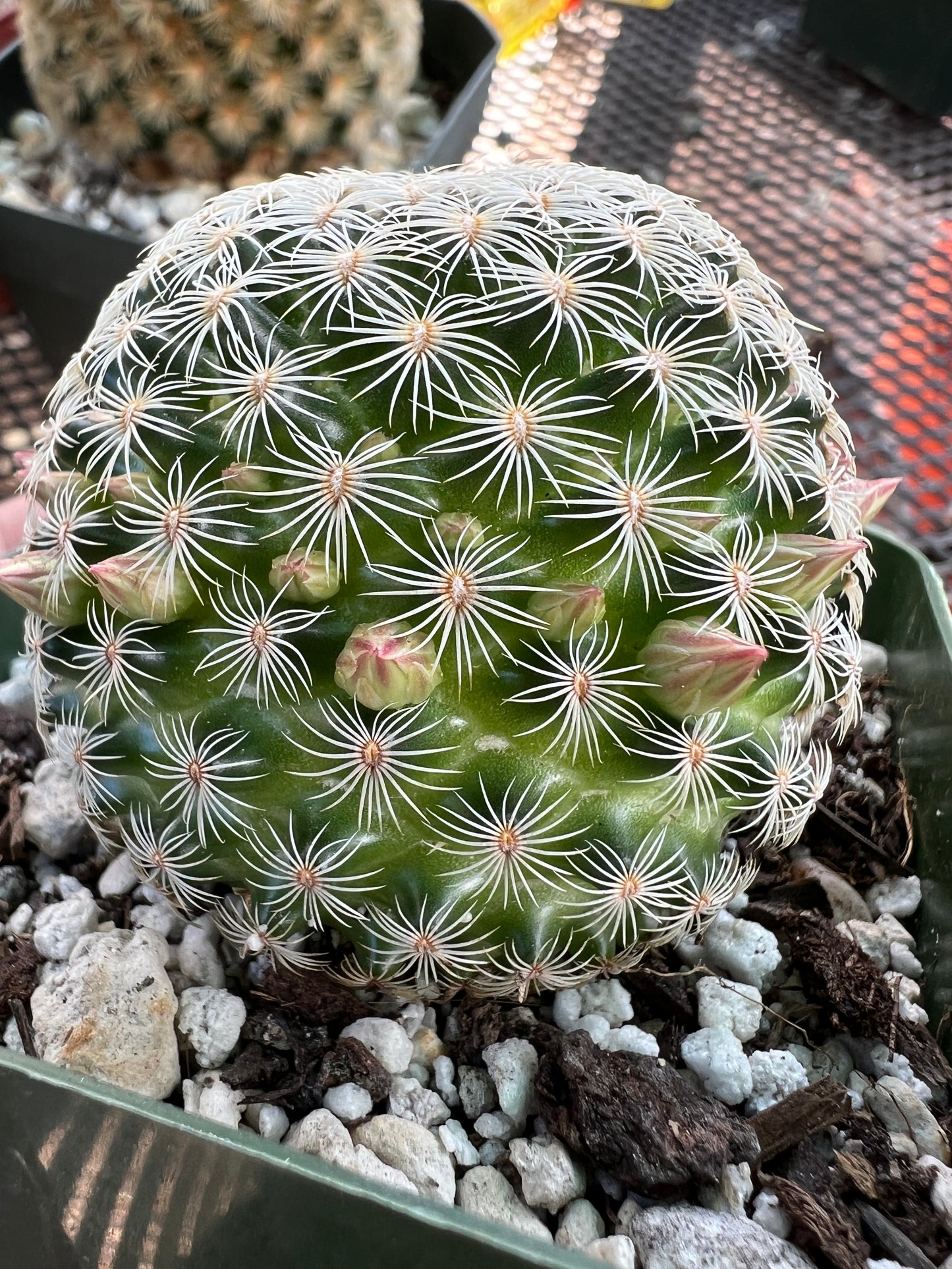 Mammillaria solisioides rare cactus