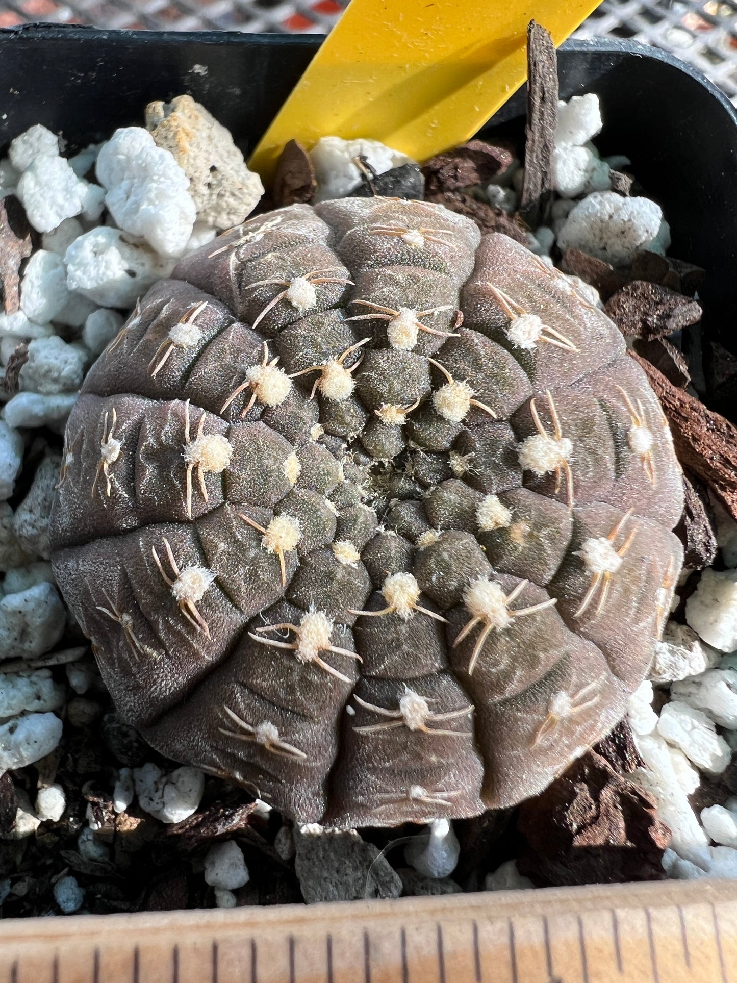 Gymnocalycium ragonesei miniature cactus #2