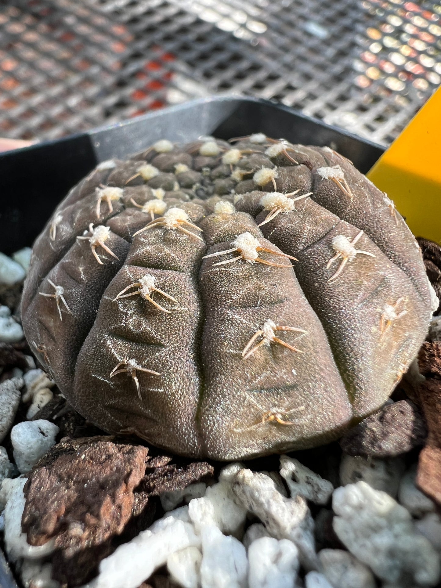 Gymnocalycium ragonesei miniature cactus #2