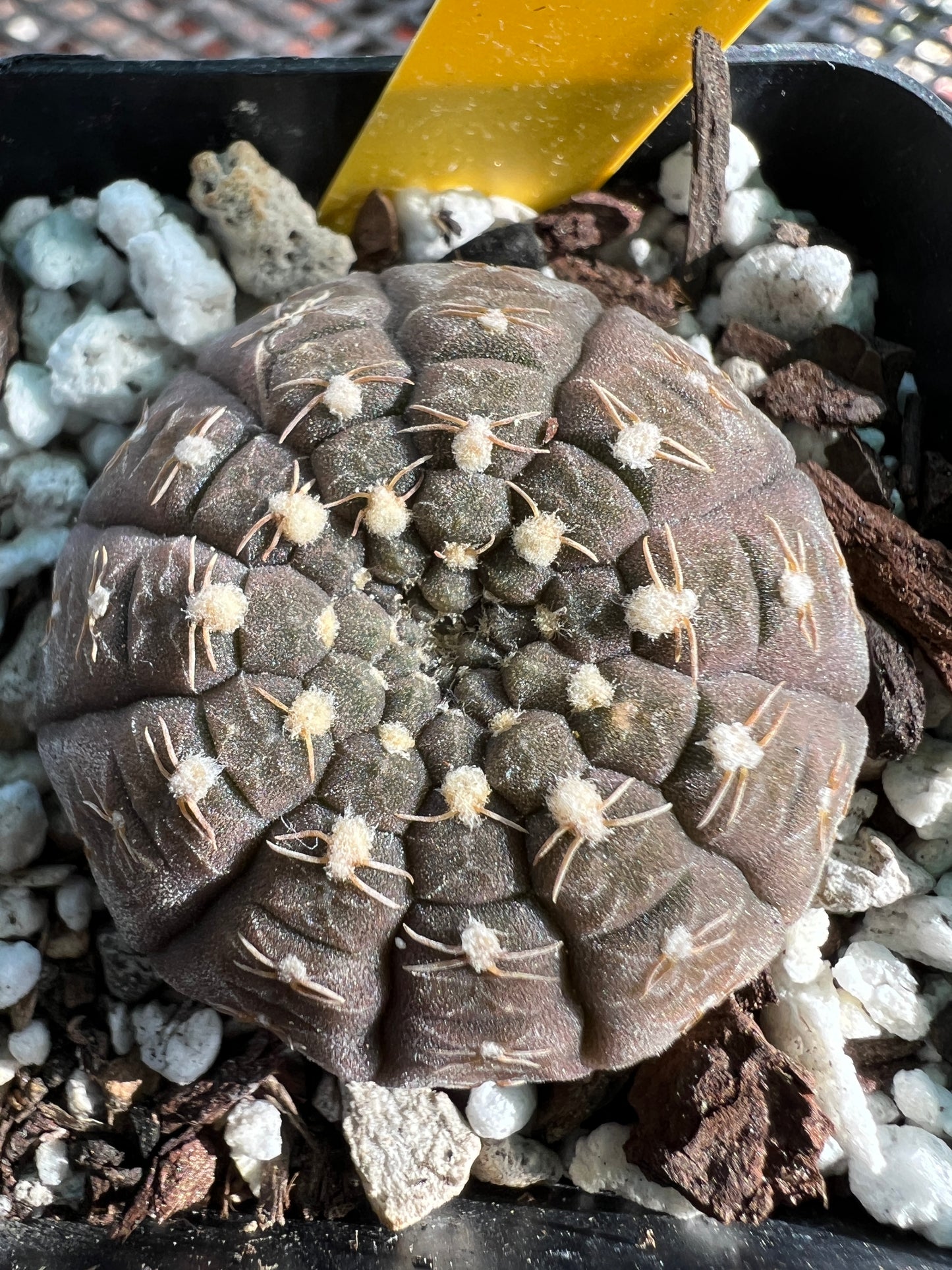 Gymnocalycium ragonesei miniature cactus #2