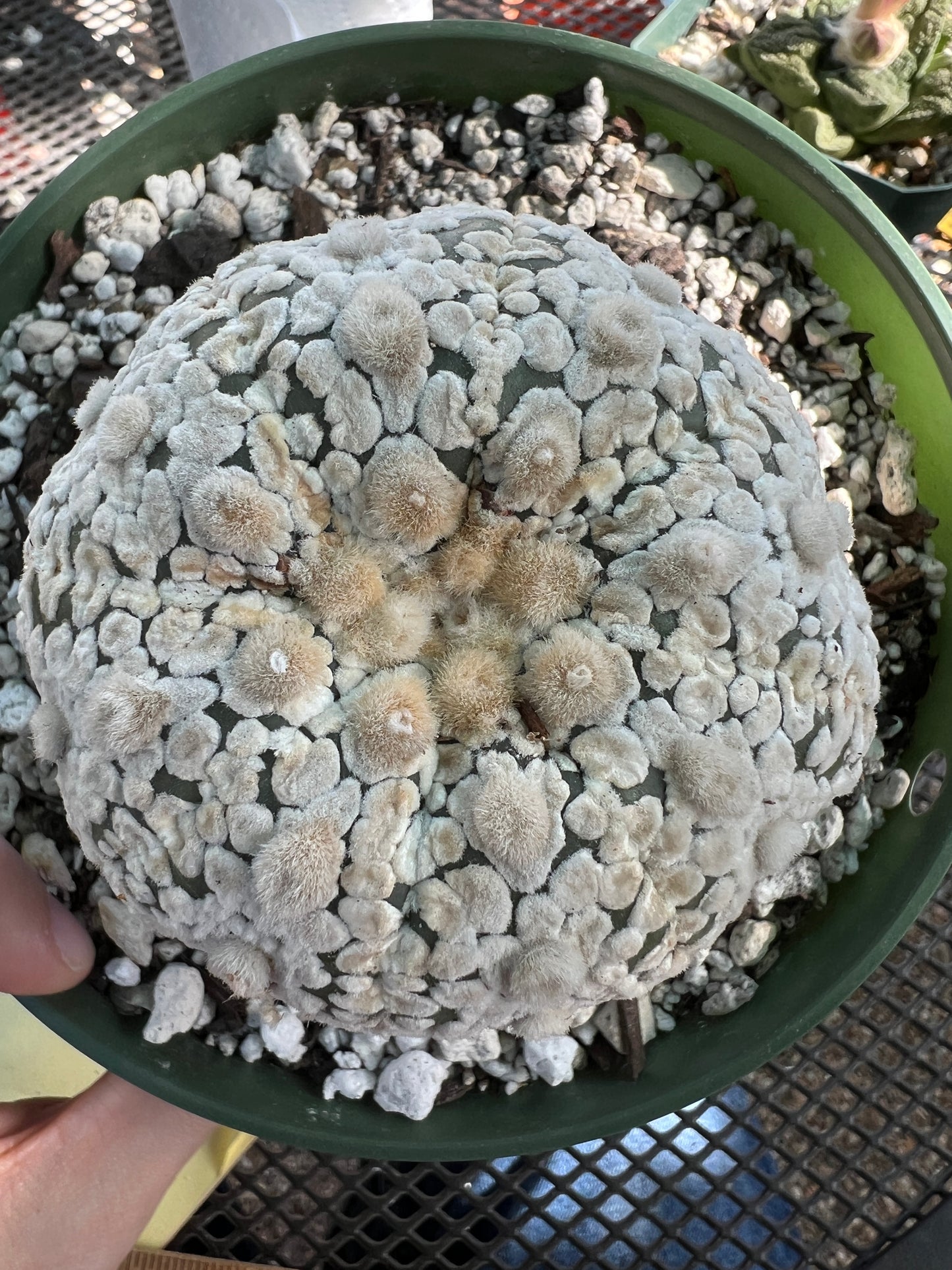 Astrophytum super kabuto super white in 6 inch pot very nice