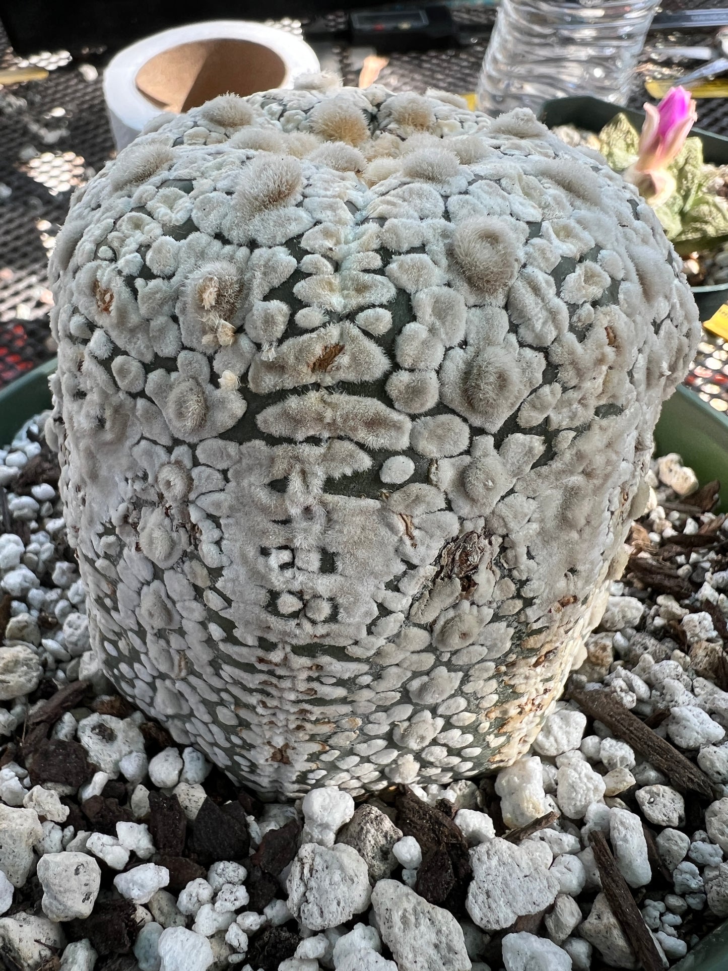 Astrophytum super kabuto super white in 6 inch pot very nice