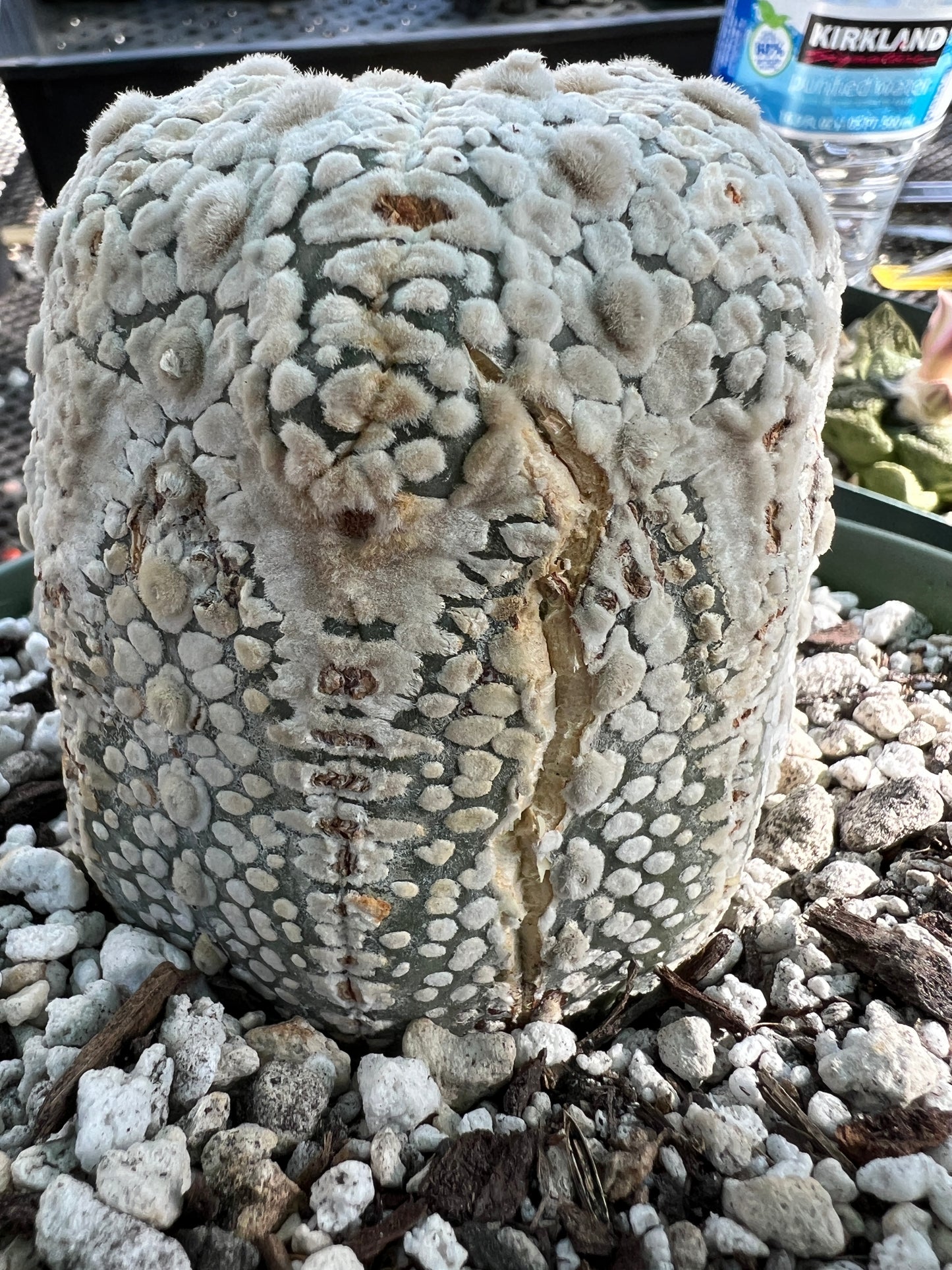 Astrophytum super kabuto super white in 6 inch pot very nice