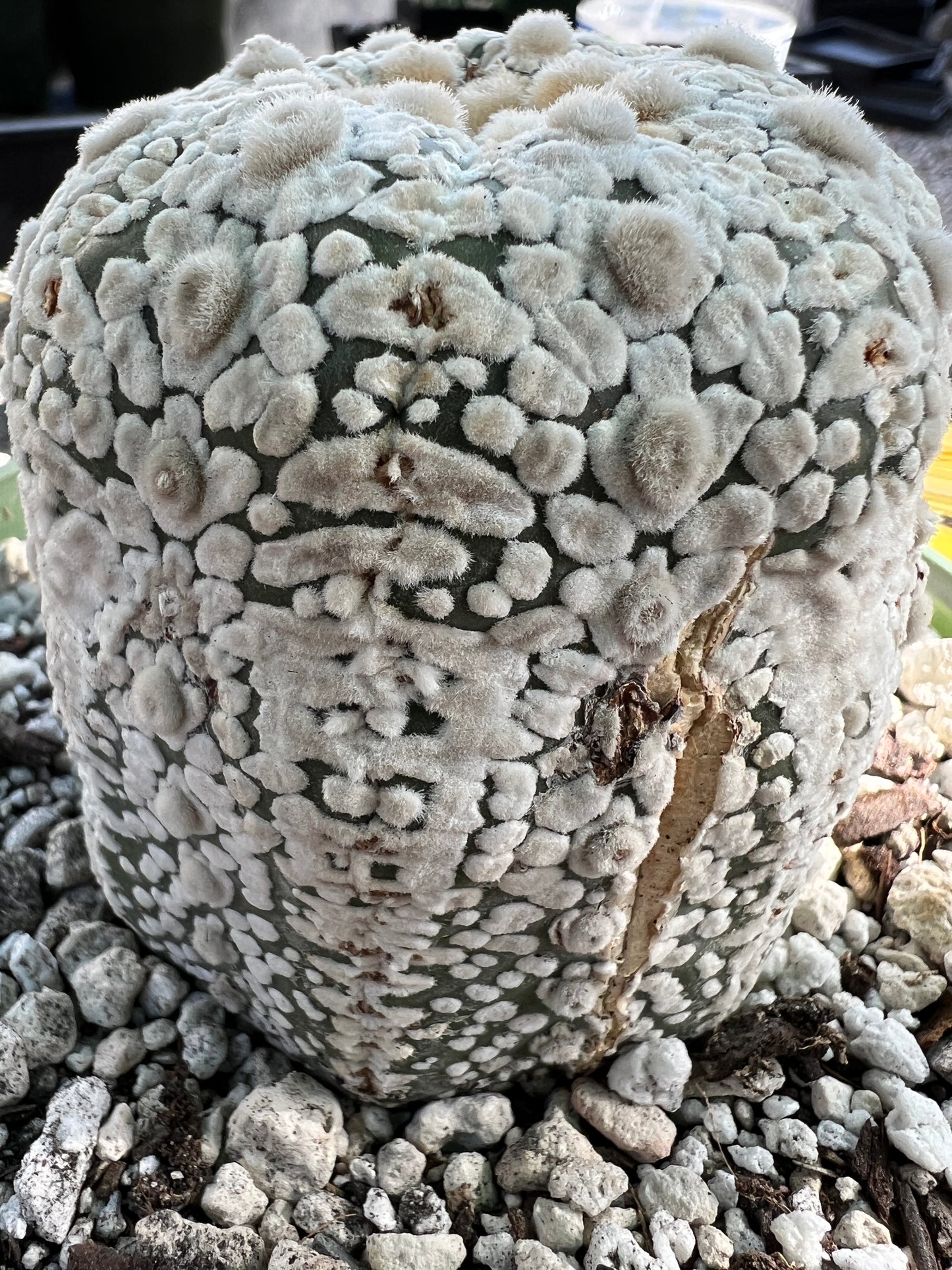 Astrophytum super kabuto super white in 6 inch pot very nice