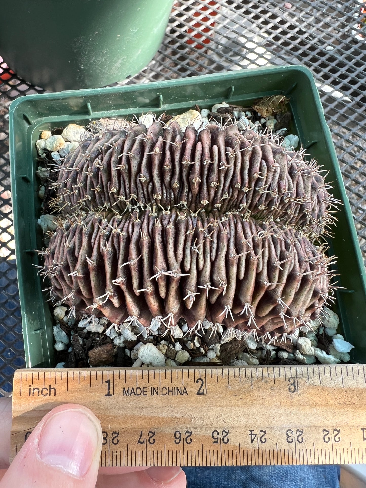 Gymnocalycium friedrichii crest in 4.25 inch pot