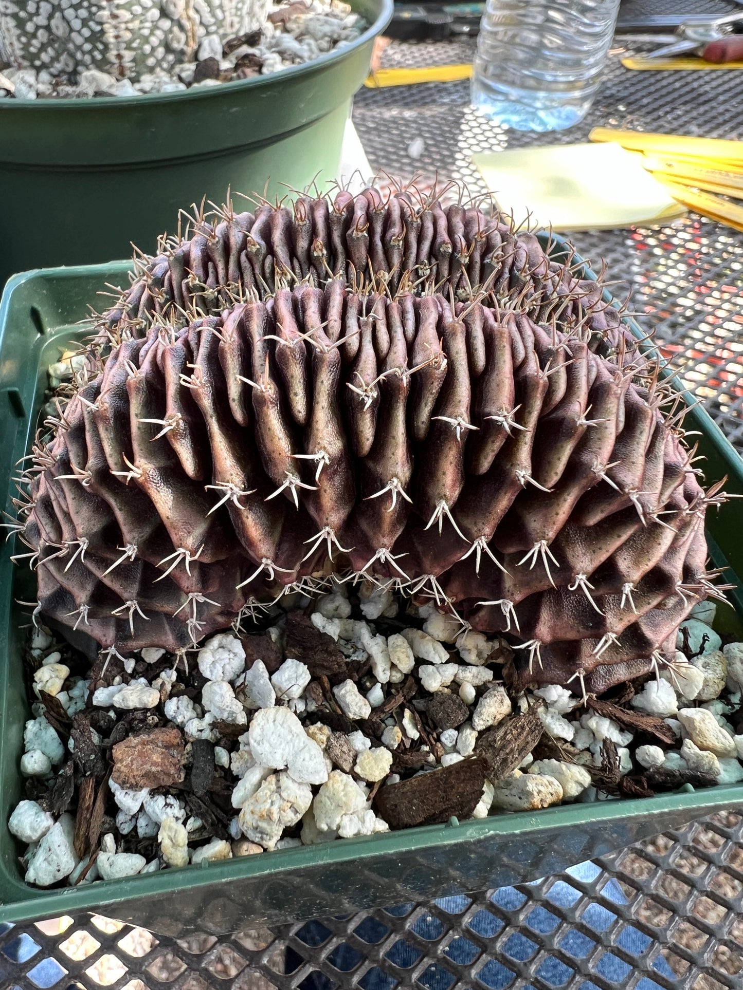 Gymnocalycium friedrichii crest in 4.25 inch pot