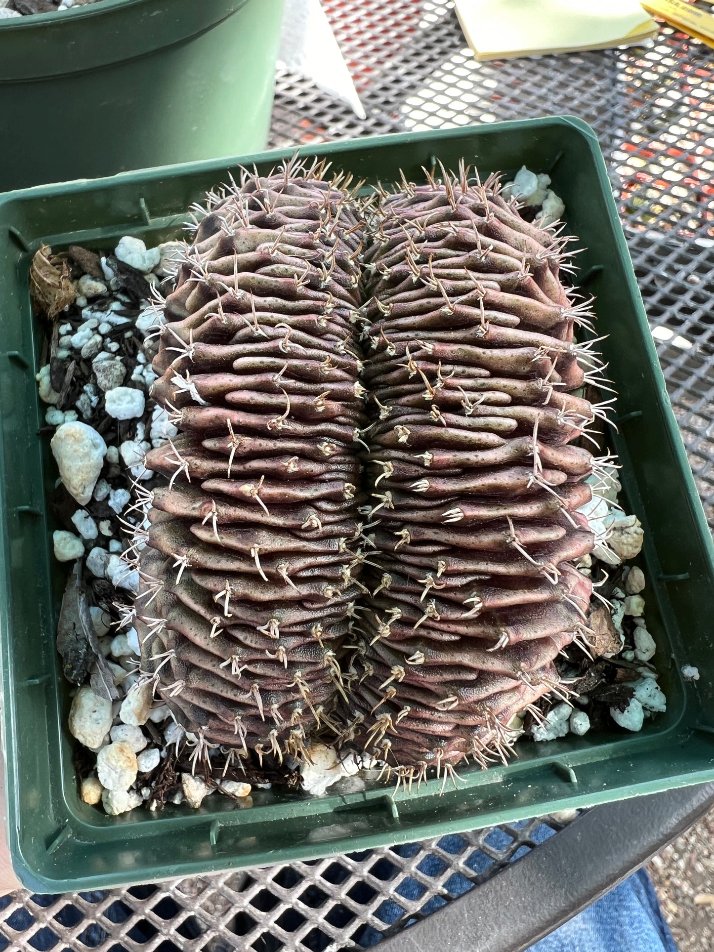 Gymnocalycium friedrichii crest in 4.25 inch pot