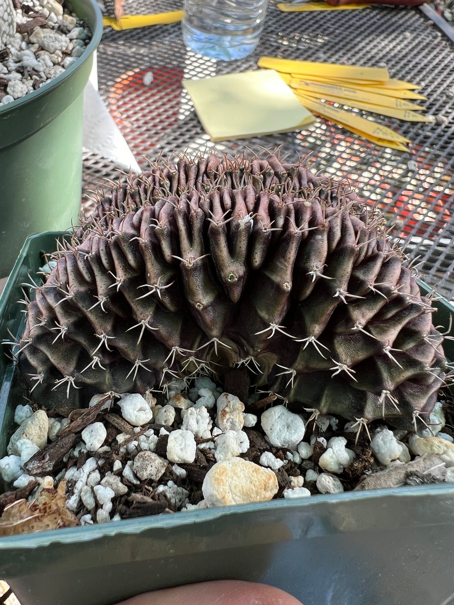 Gymnocalycium friedrichii crest in 4.25 inch pot