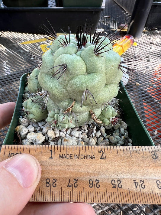 Ortegocactus macdougalii cactus in 3.25 inch pot very nice