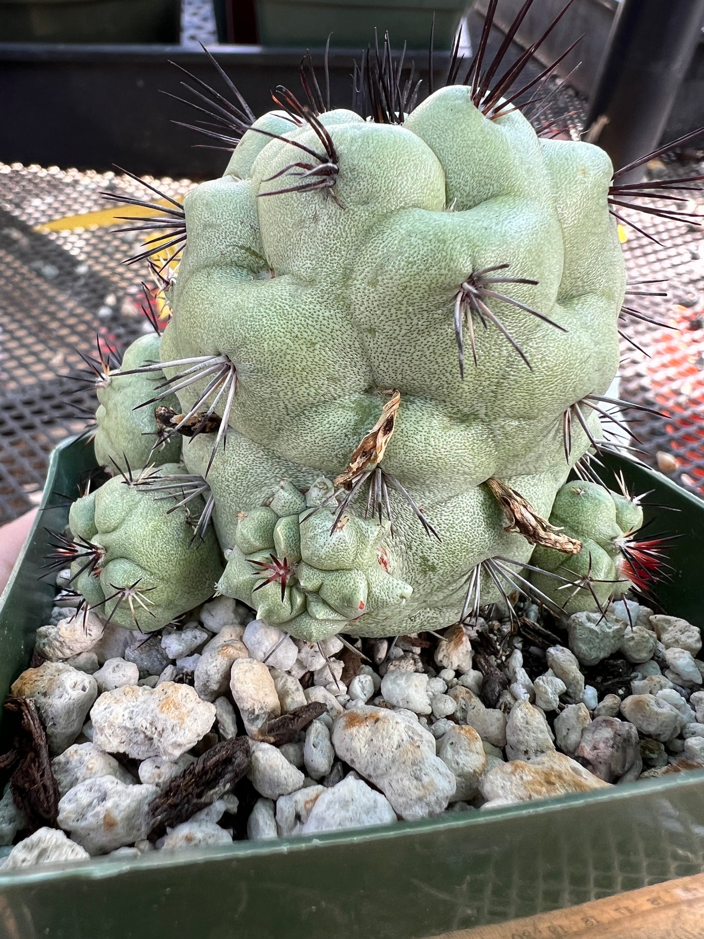 Ortegocactus macdougalii cactus in 3.25 inch pot very nice