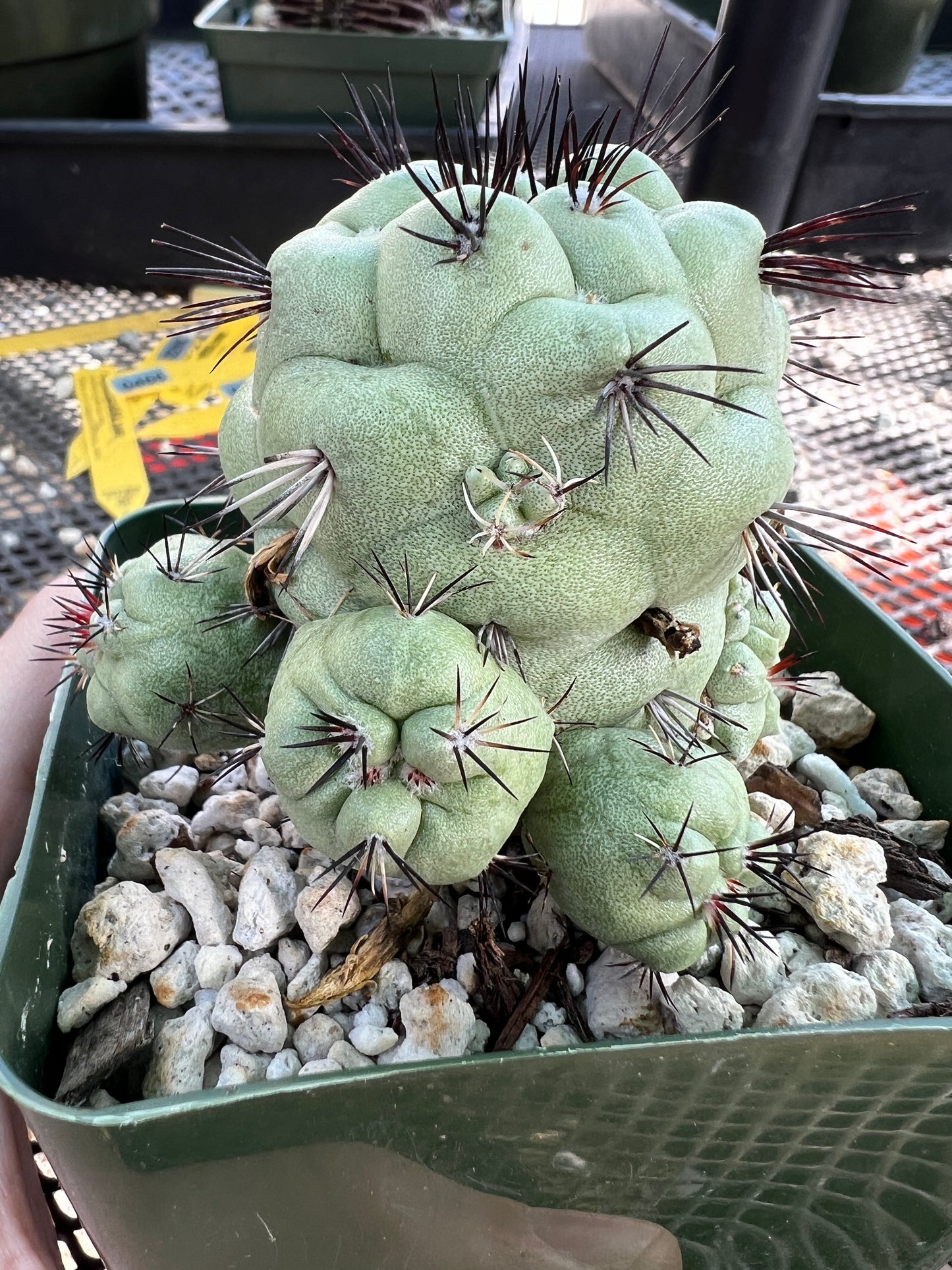 Ortegocactus macdougalii cactus in 3.25 inch pot very nice