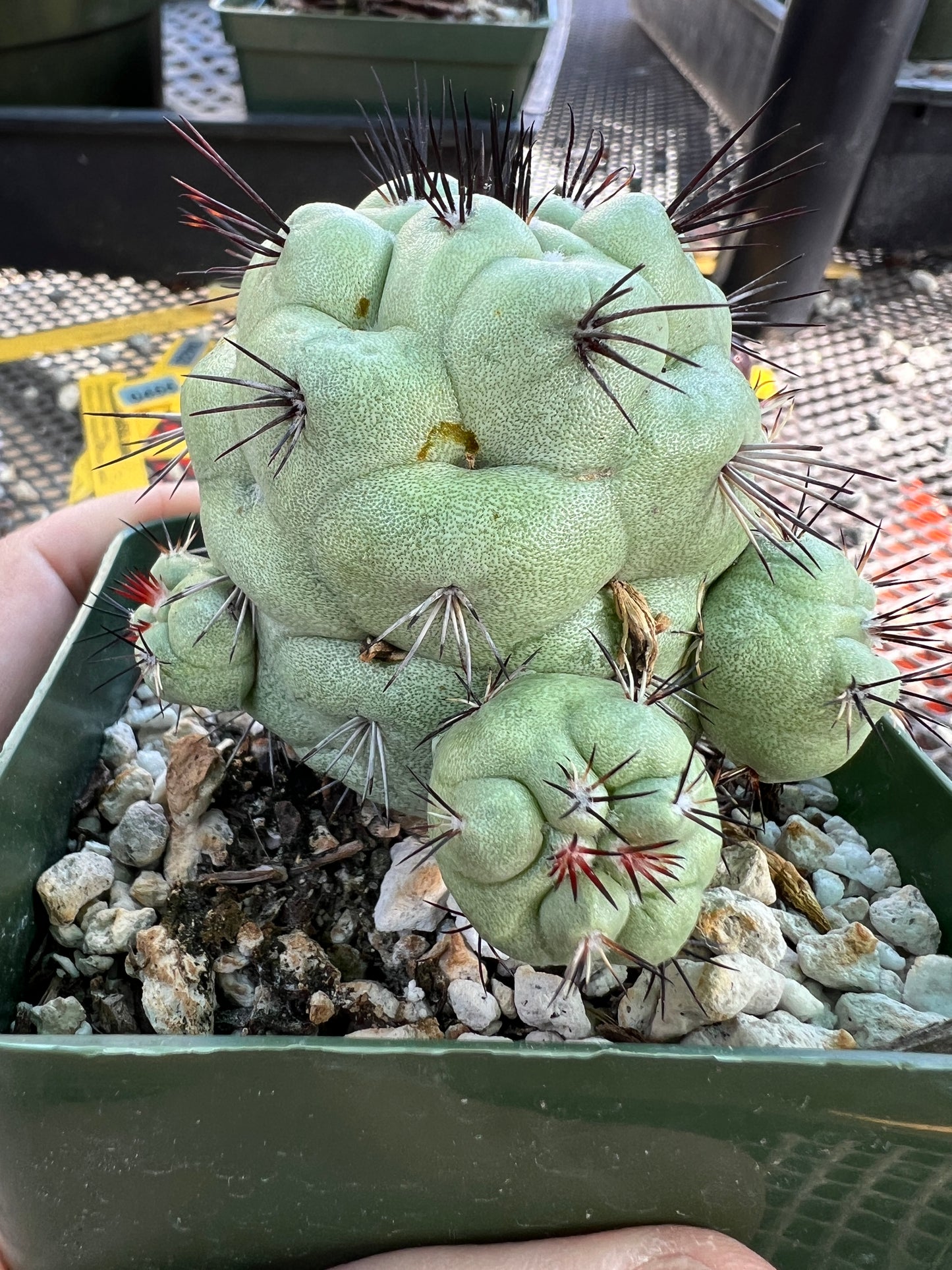 Ortegocactus macdougalii cactus in 3.25 inch pot very nice