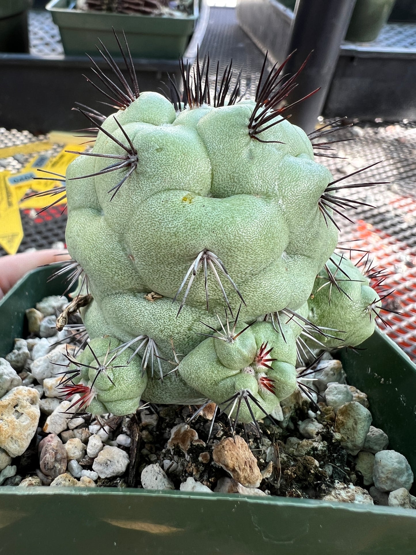 Ortegocactus macdougalii cactus in 3.25 inch pot very nice