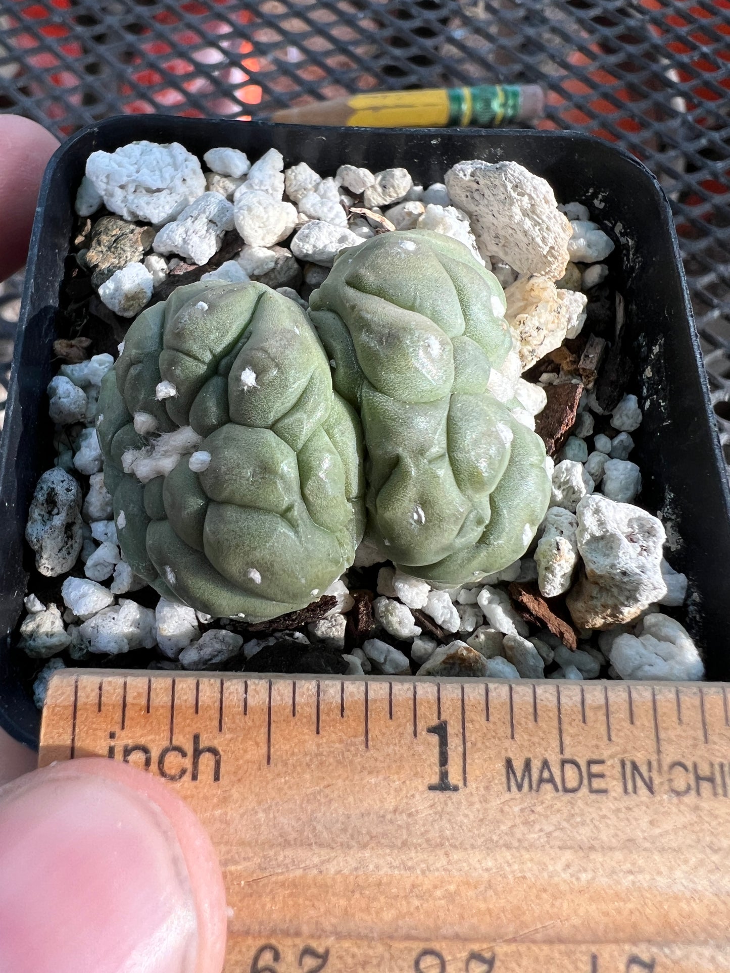 Astrophytum asterias kikko monstrose crest