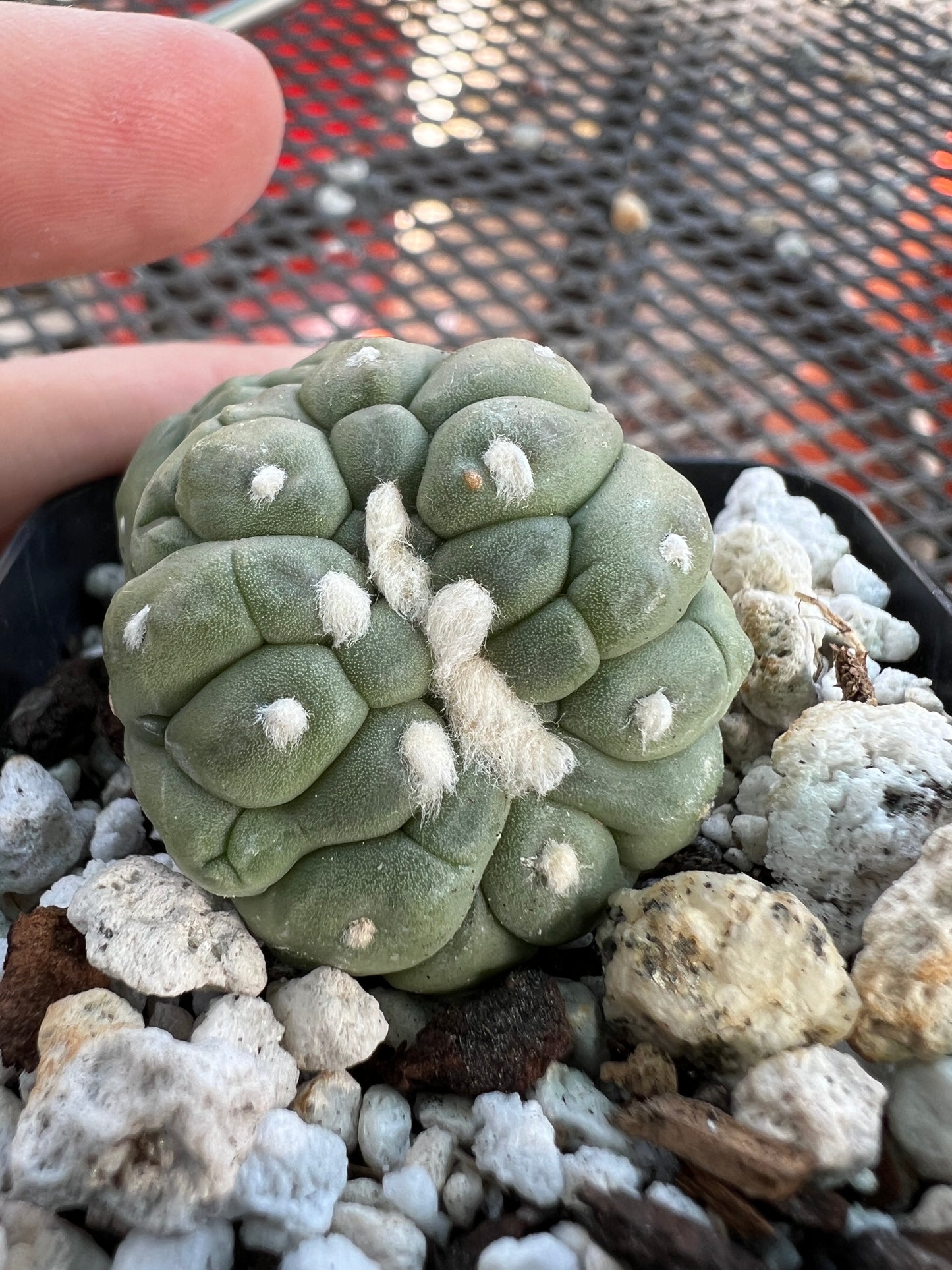 Astrophytum asterias kikko monstrose crest