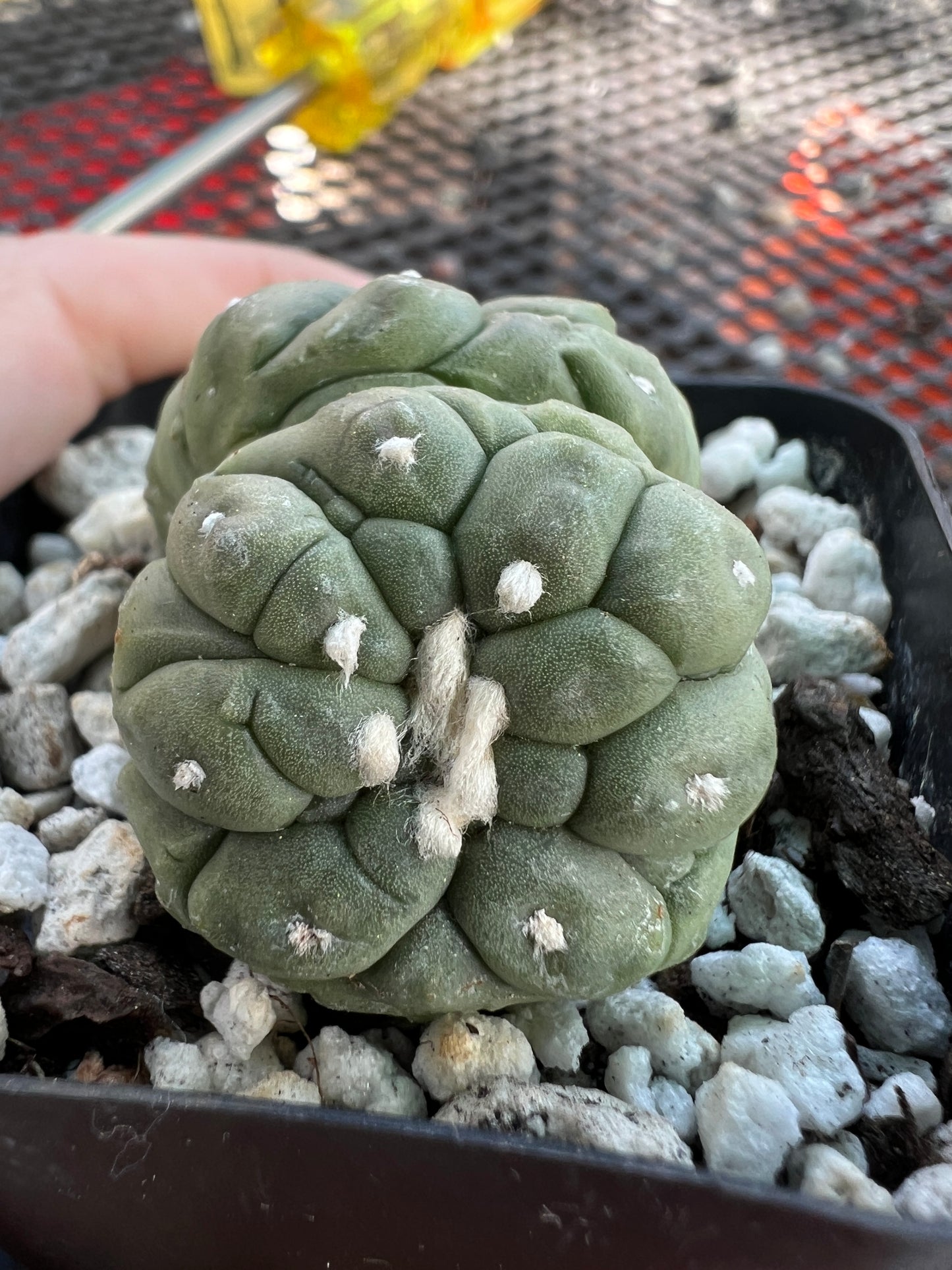 Astrophytum asterias kikko monstrose crest