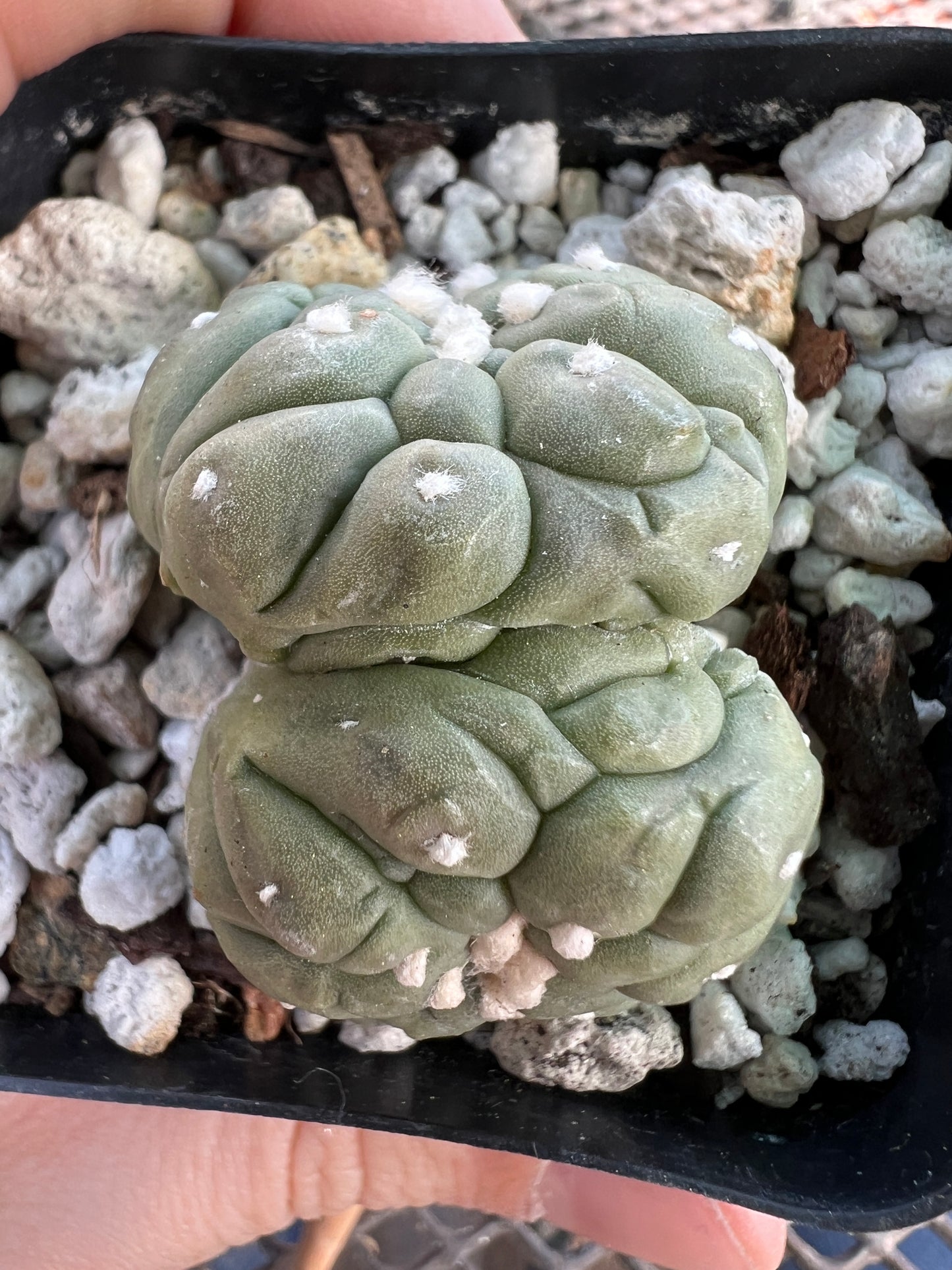 Astrophytum asterias kikko monstrose crest