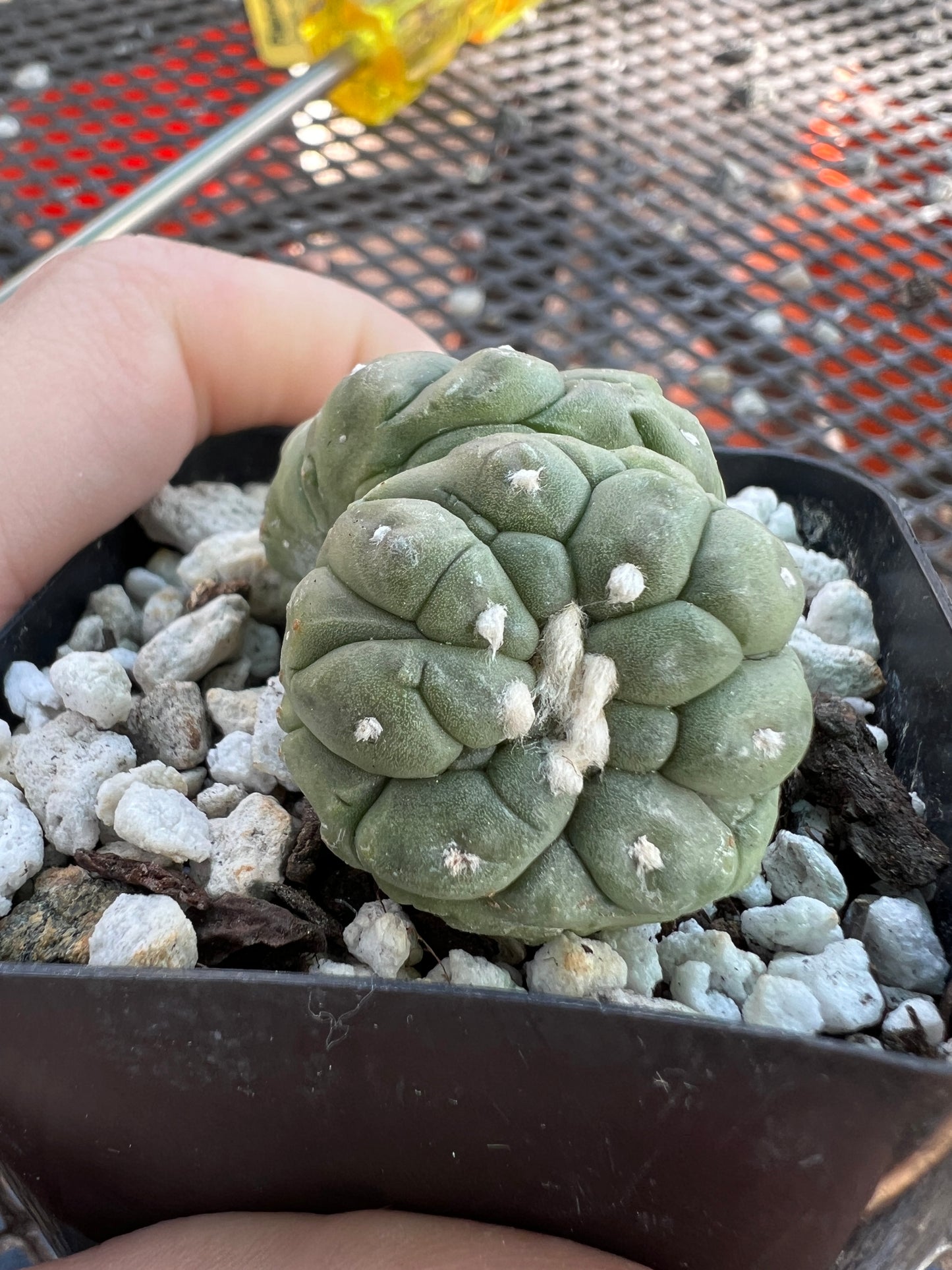 Astrophytum asterias kikko monstrose crest