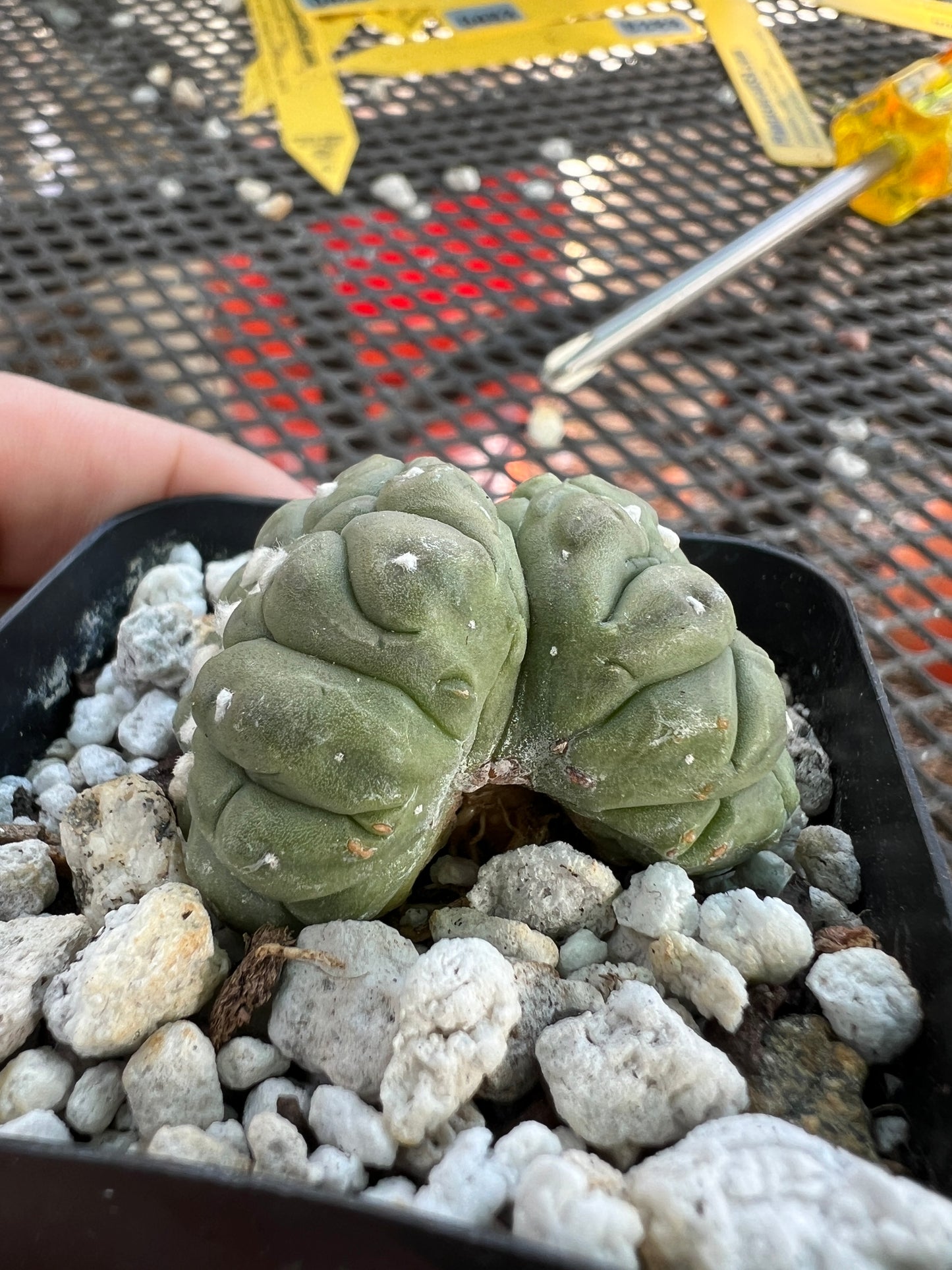 Astrophytum asterias kikko monstrose crest