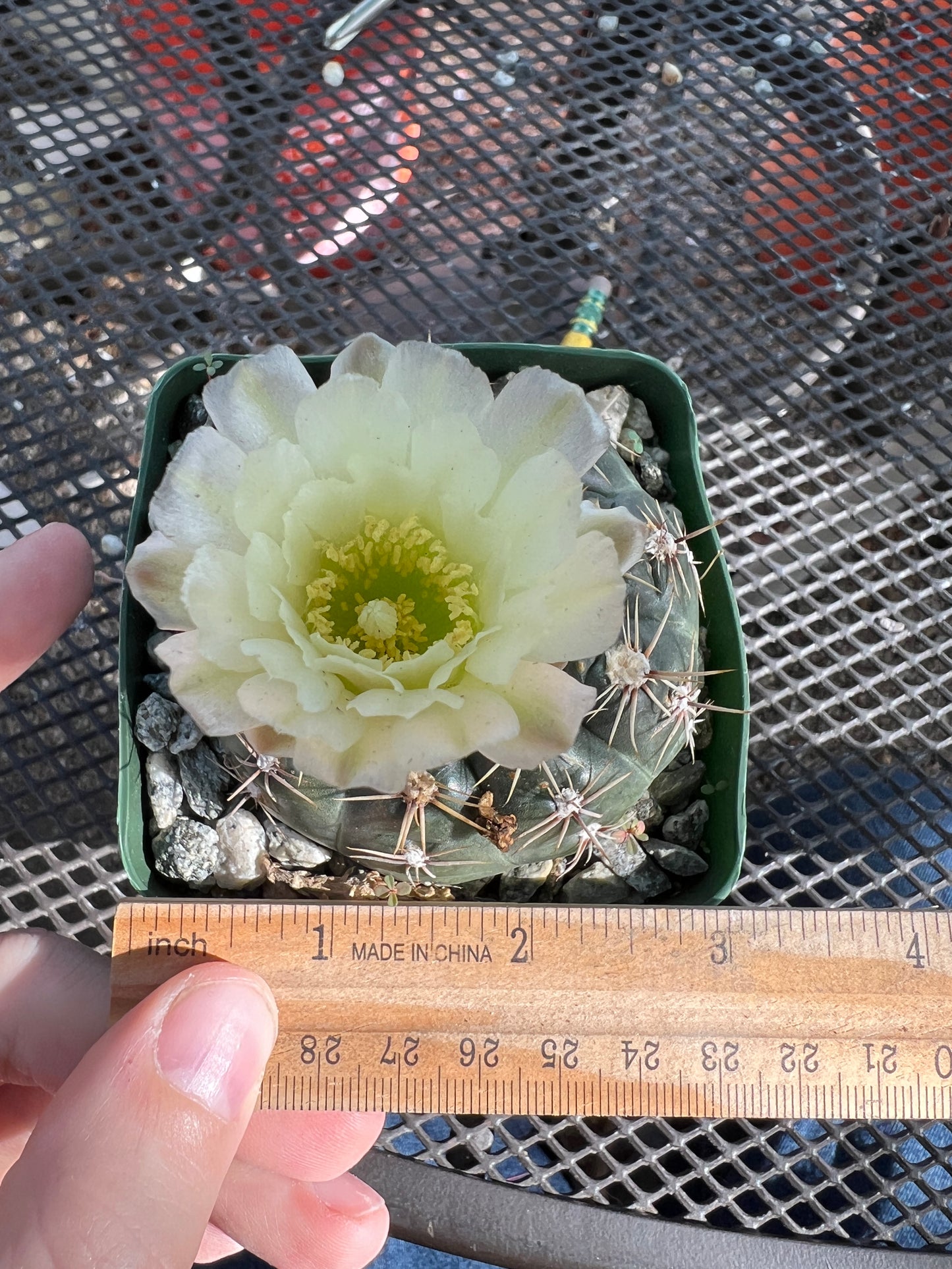 Gymnocalycium schlatzianum cactus