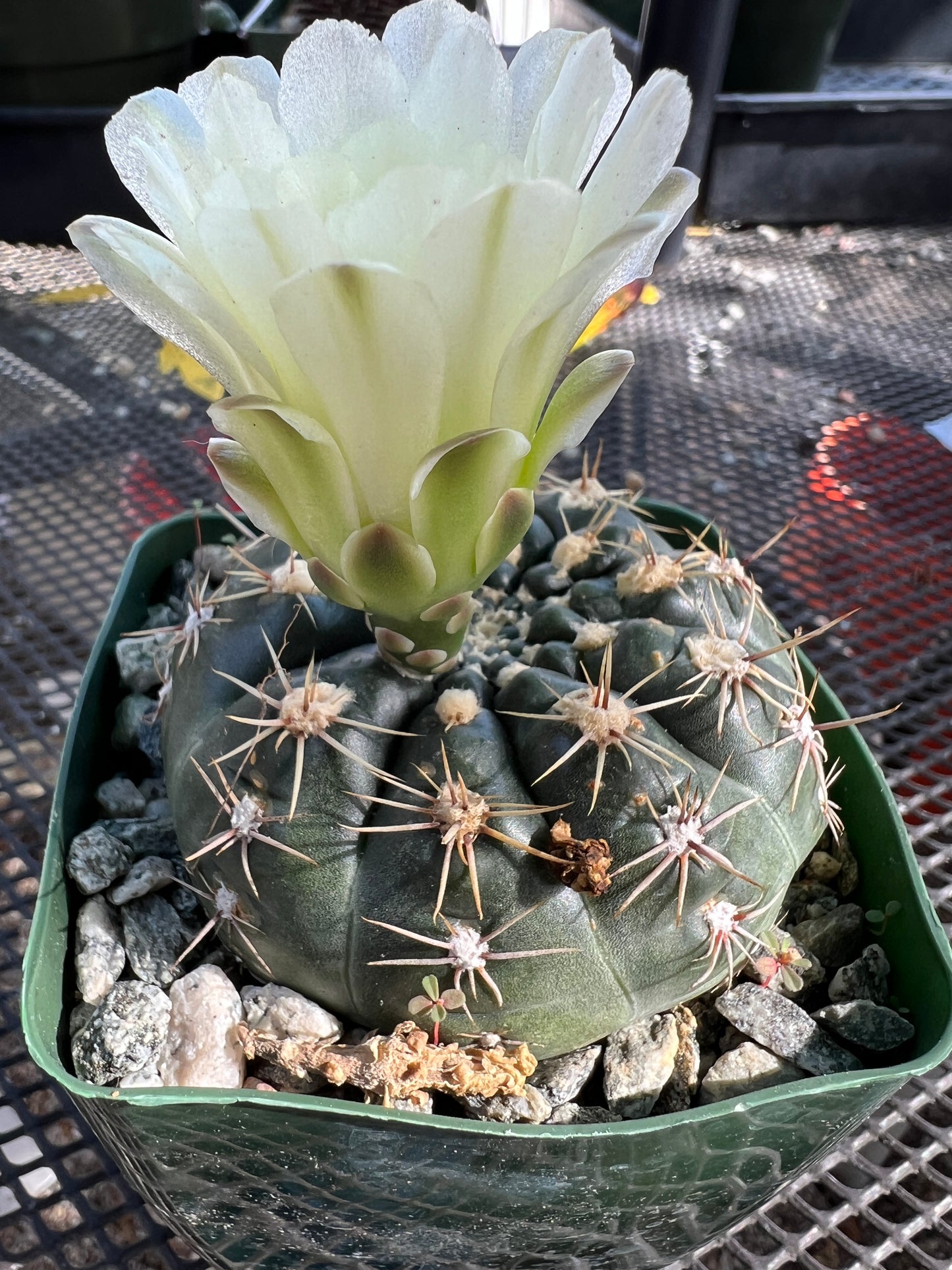 Gymnocalycium schlatzianum cactus