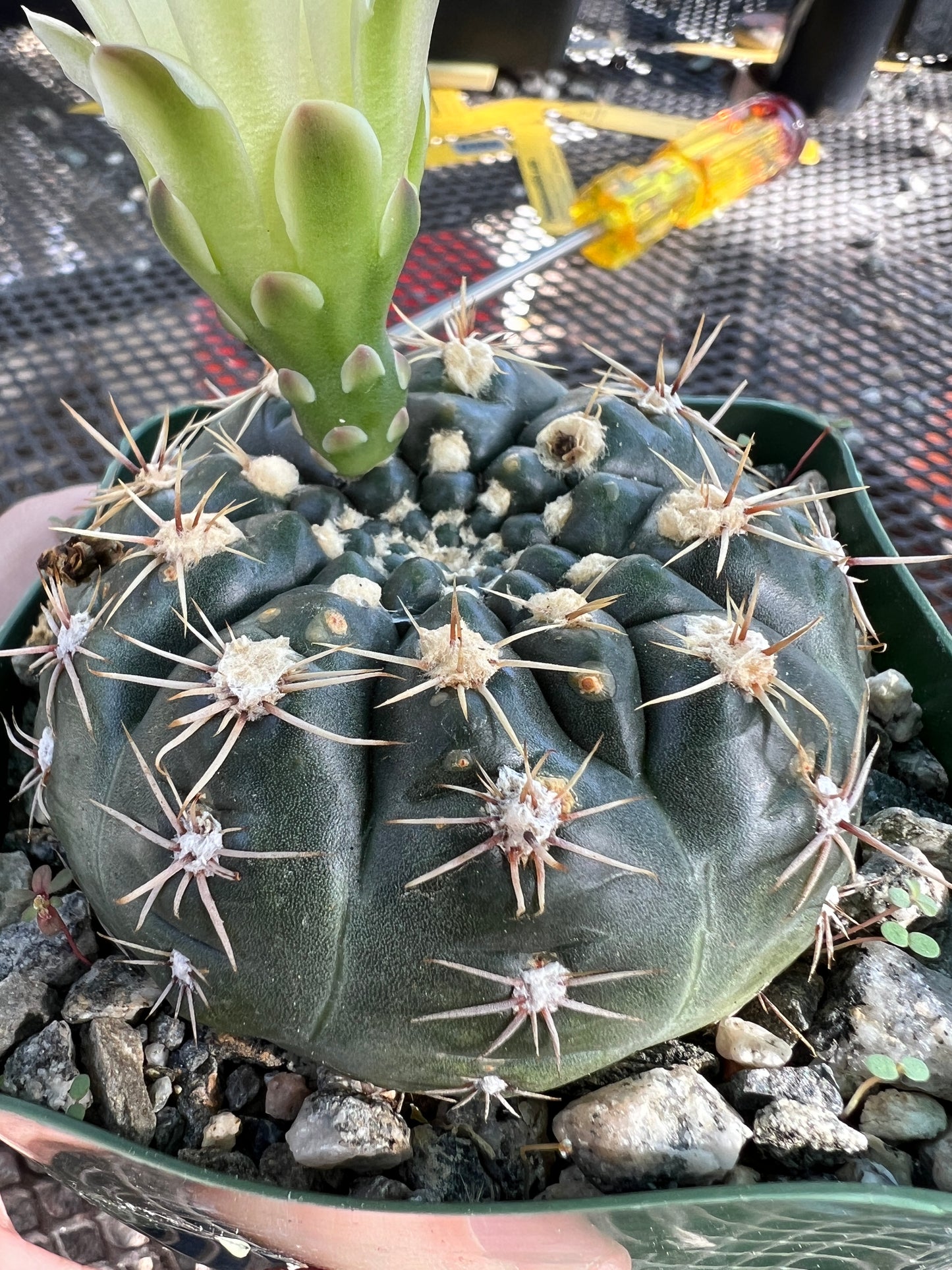 Gymnocalycium schlatzianum cactus