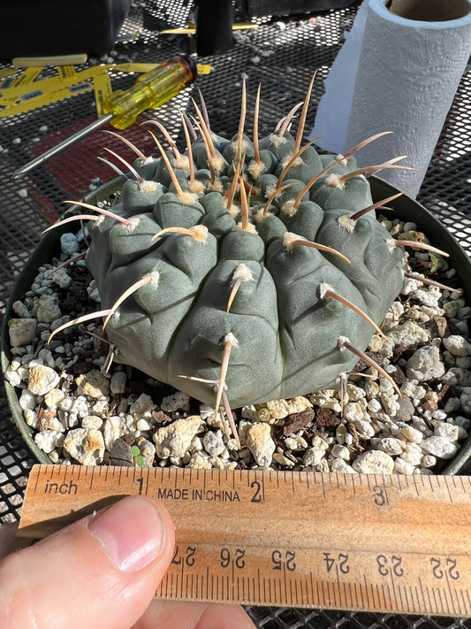 Gymnocalycium vatteri cactus in 6 inch pot