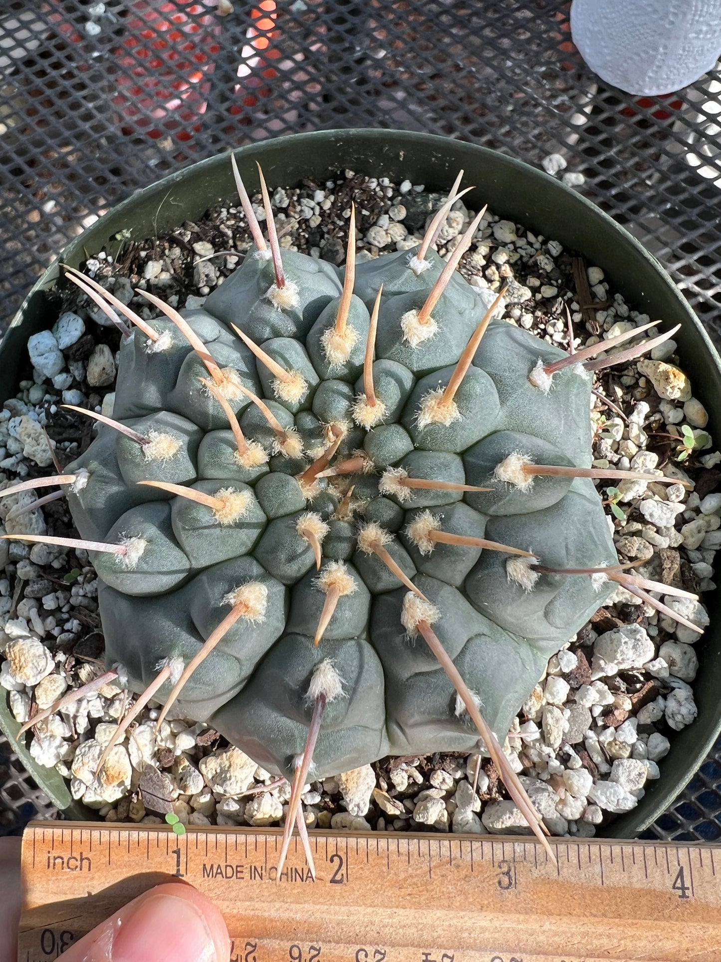 Gymnocalycium vatteri cactus in 6 inch pot