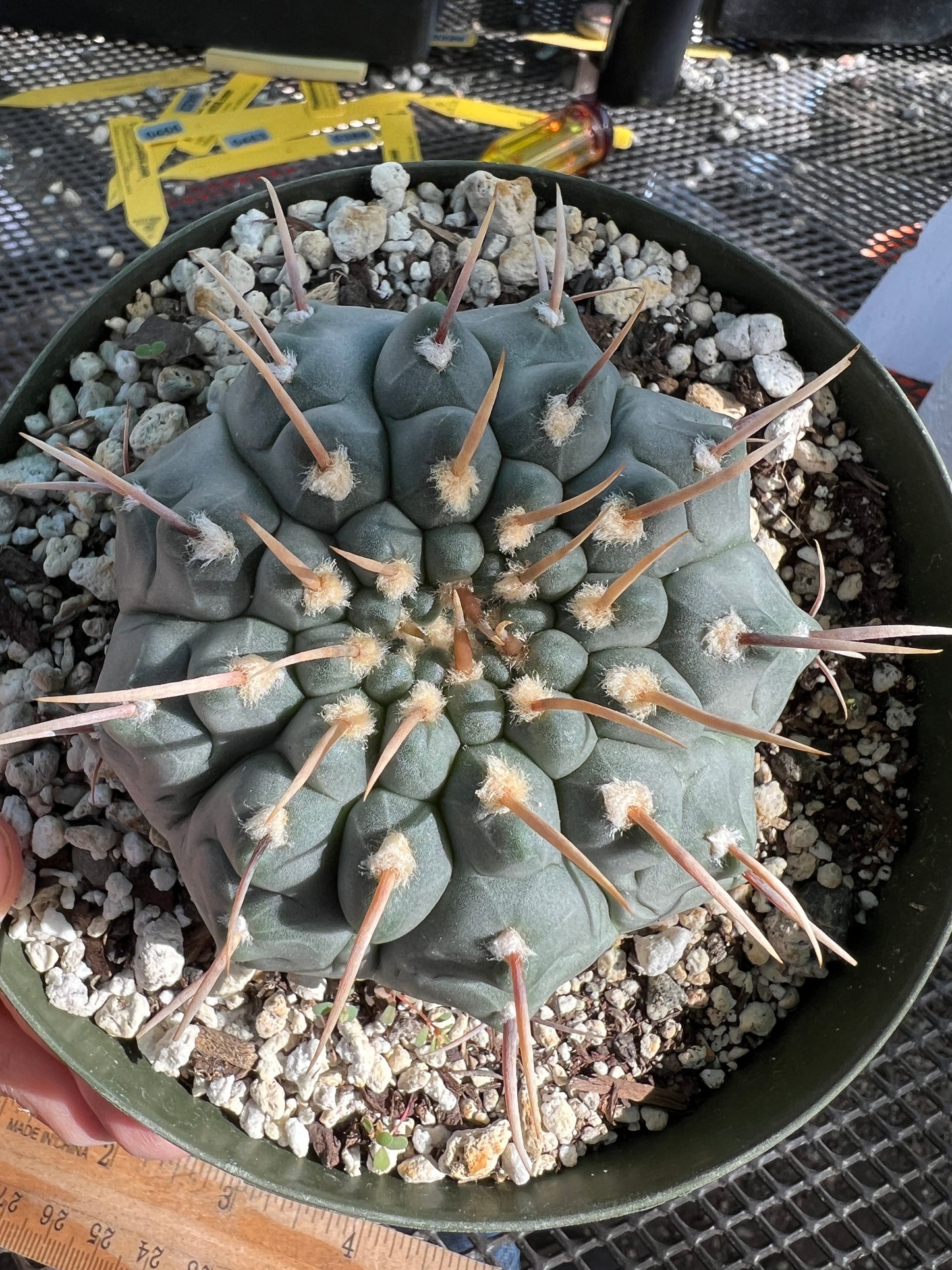 Gymnocalycium vatteri cactus in 6 inch pot