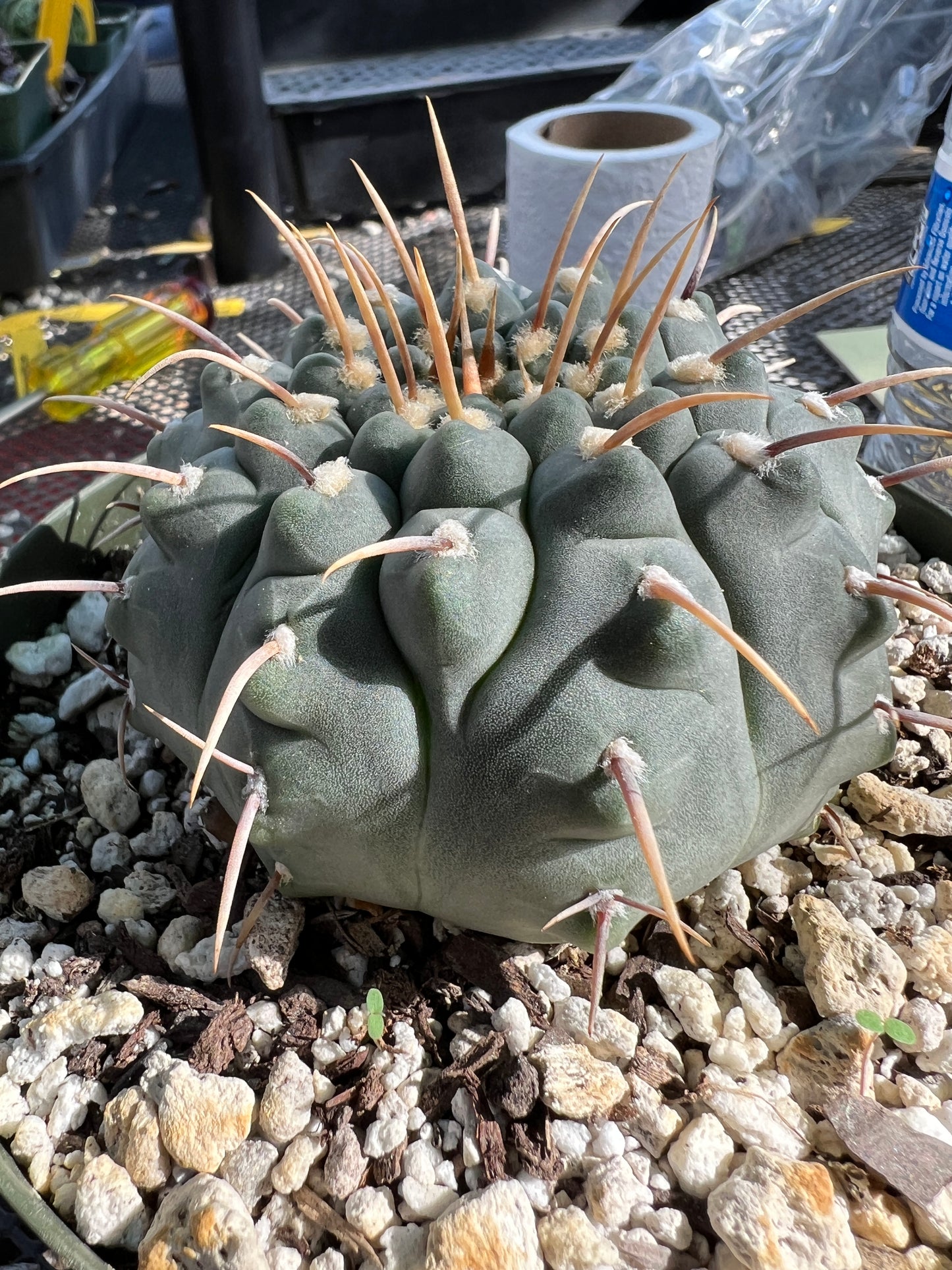 Gymnocalycium vatteri cactus in 6 inch pot