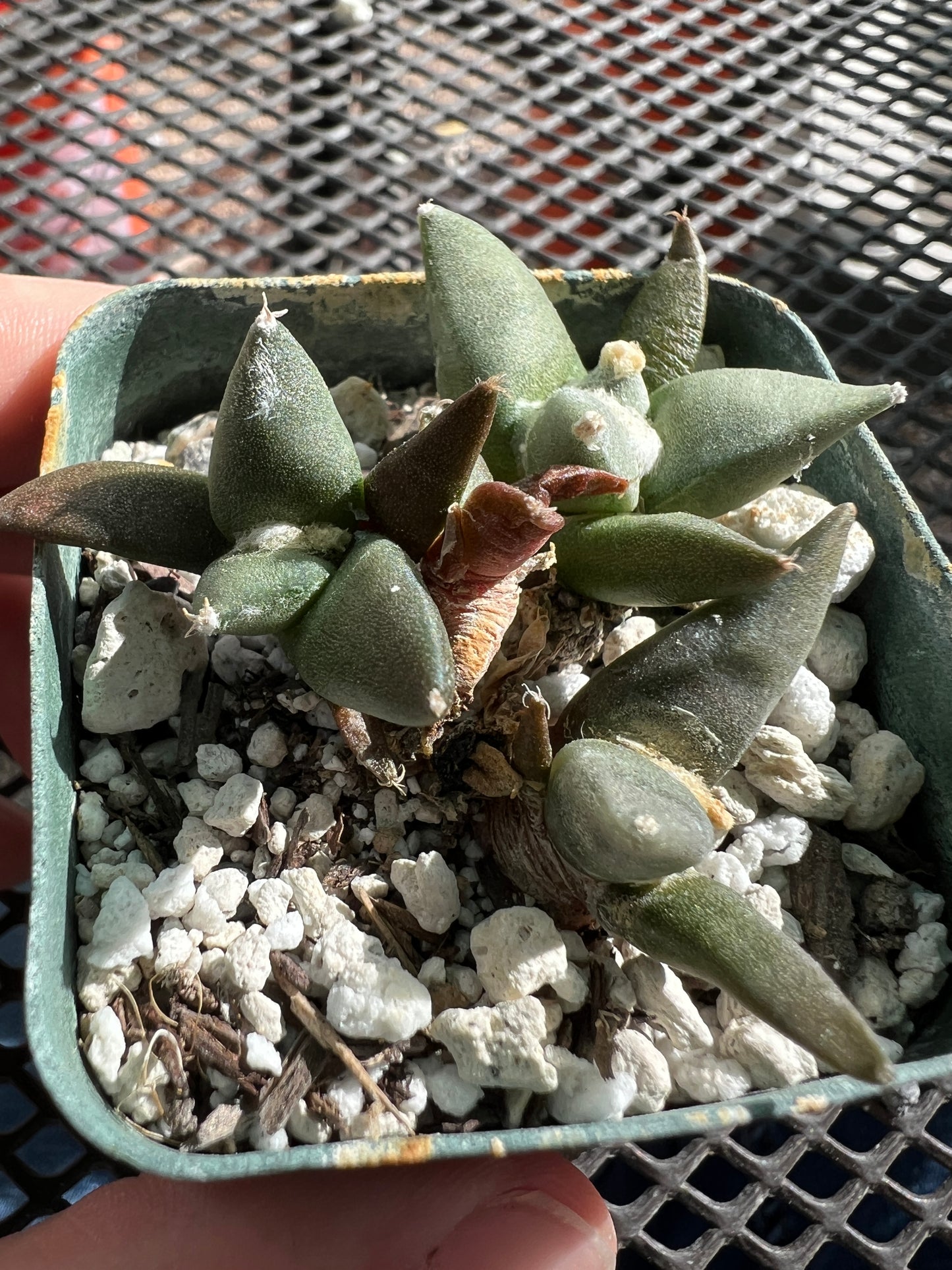 Ariocarpus retusus seedlings 4 plants shipped in pot #2