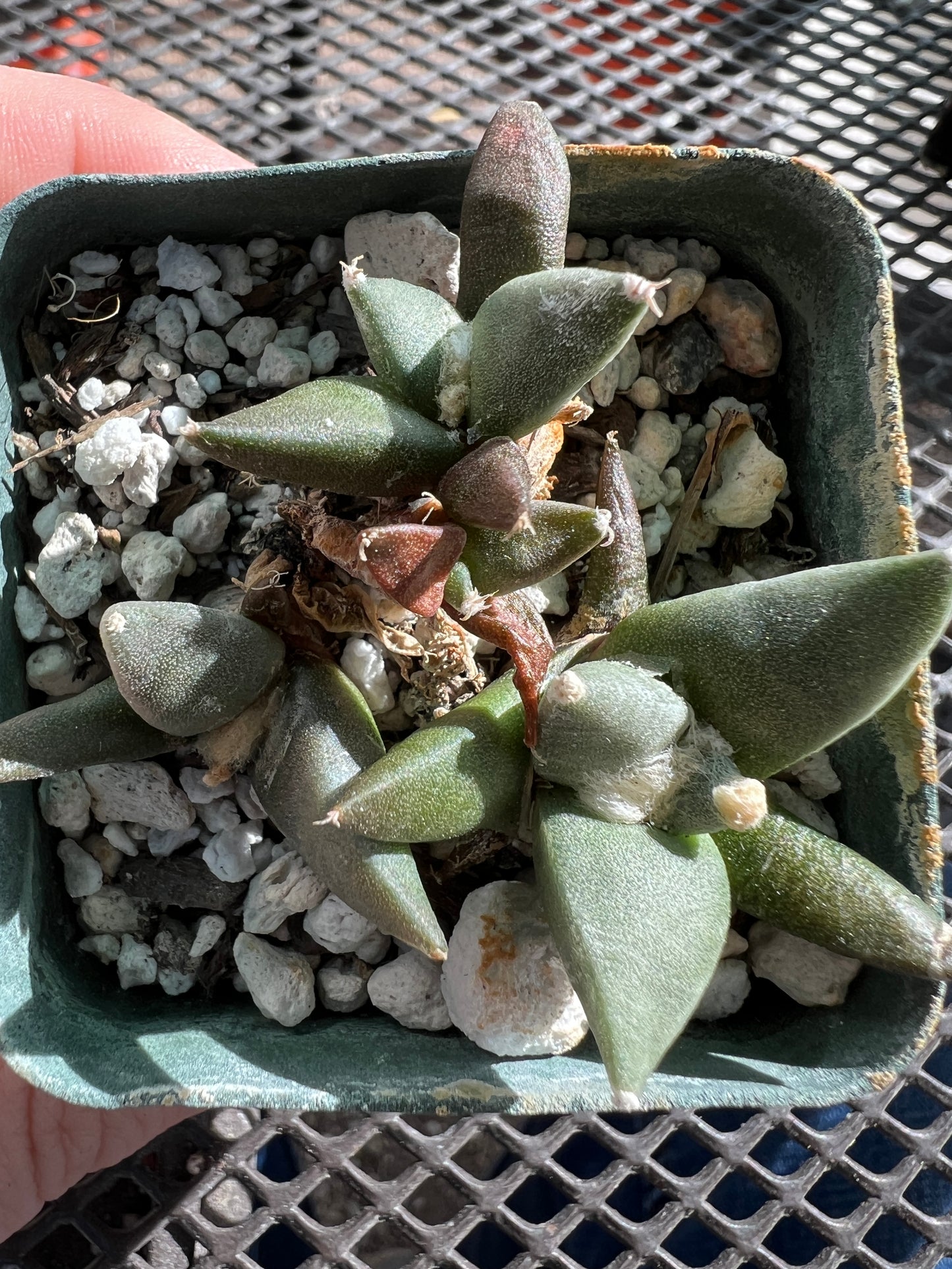 Ariocarpus retusus seedlings 4 plants shipped in pot #2