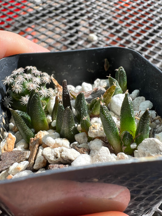 Ariocarpus Hintonii seedlings with mamm Hernandezii hitchhiker. Shipped in pot, 6 seedlings