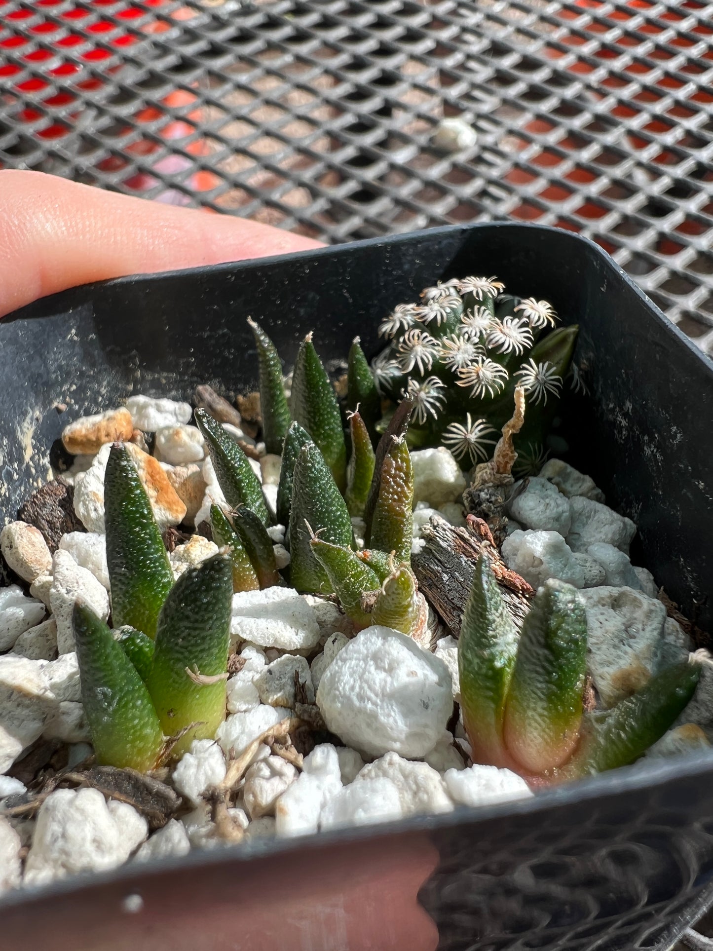 Ariocarpus Hintonii seedlings with mamm Hernandezii hitchhiker. Shipped in pot, 6 seedlings