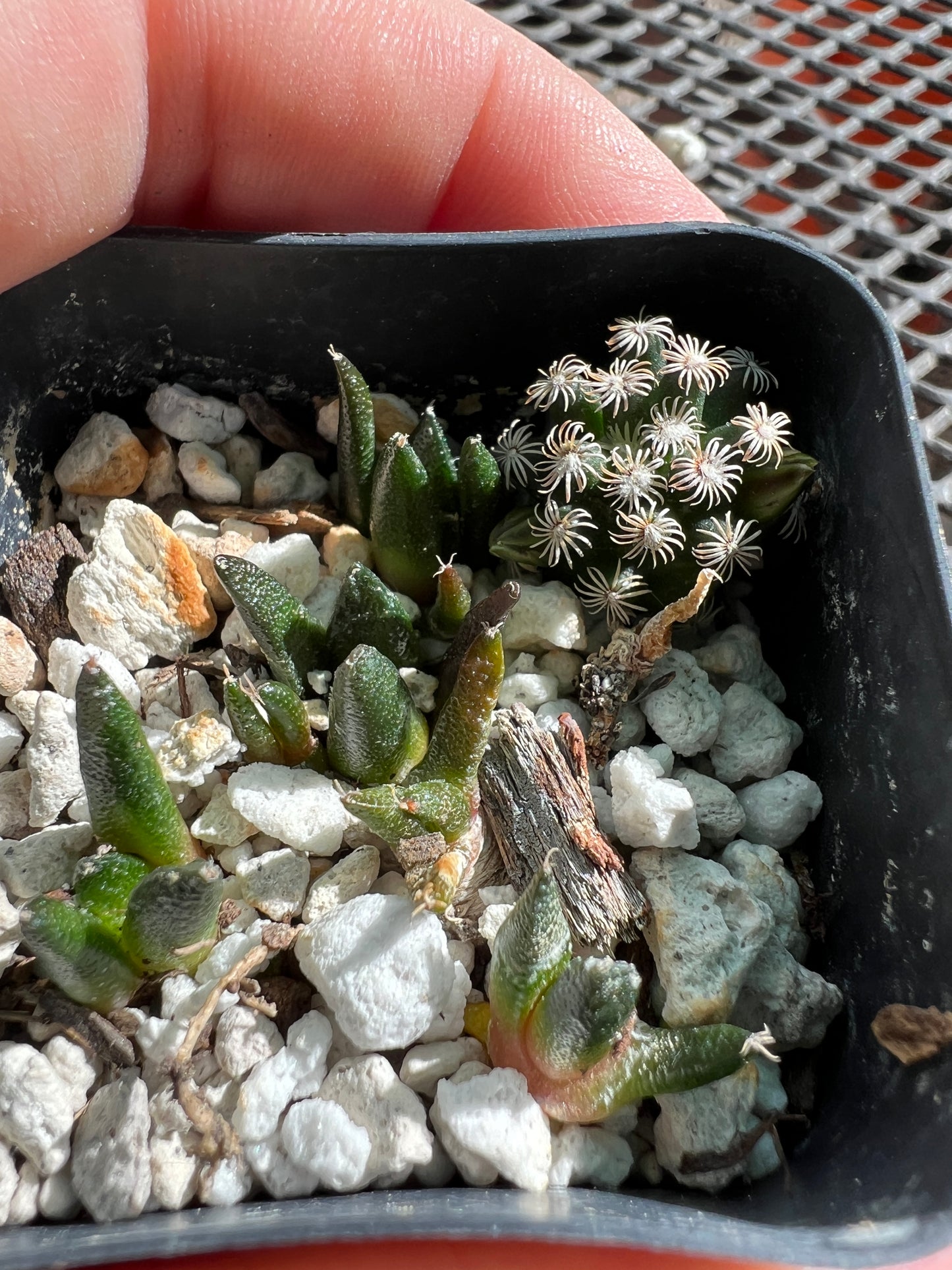 Ariocarpus Hintonii seedlings with mamm Hernandezii hitchhiker. Shipped in pot, 6 seedlings