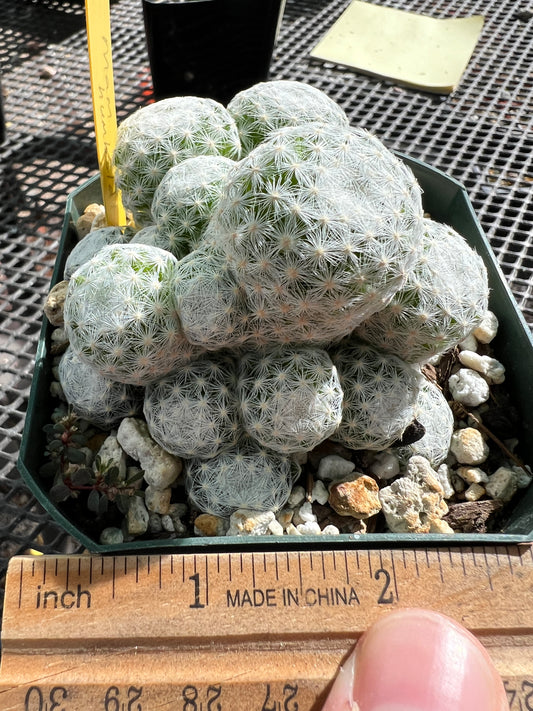 Mammillaria humboldtii cactus