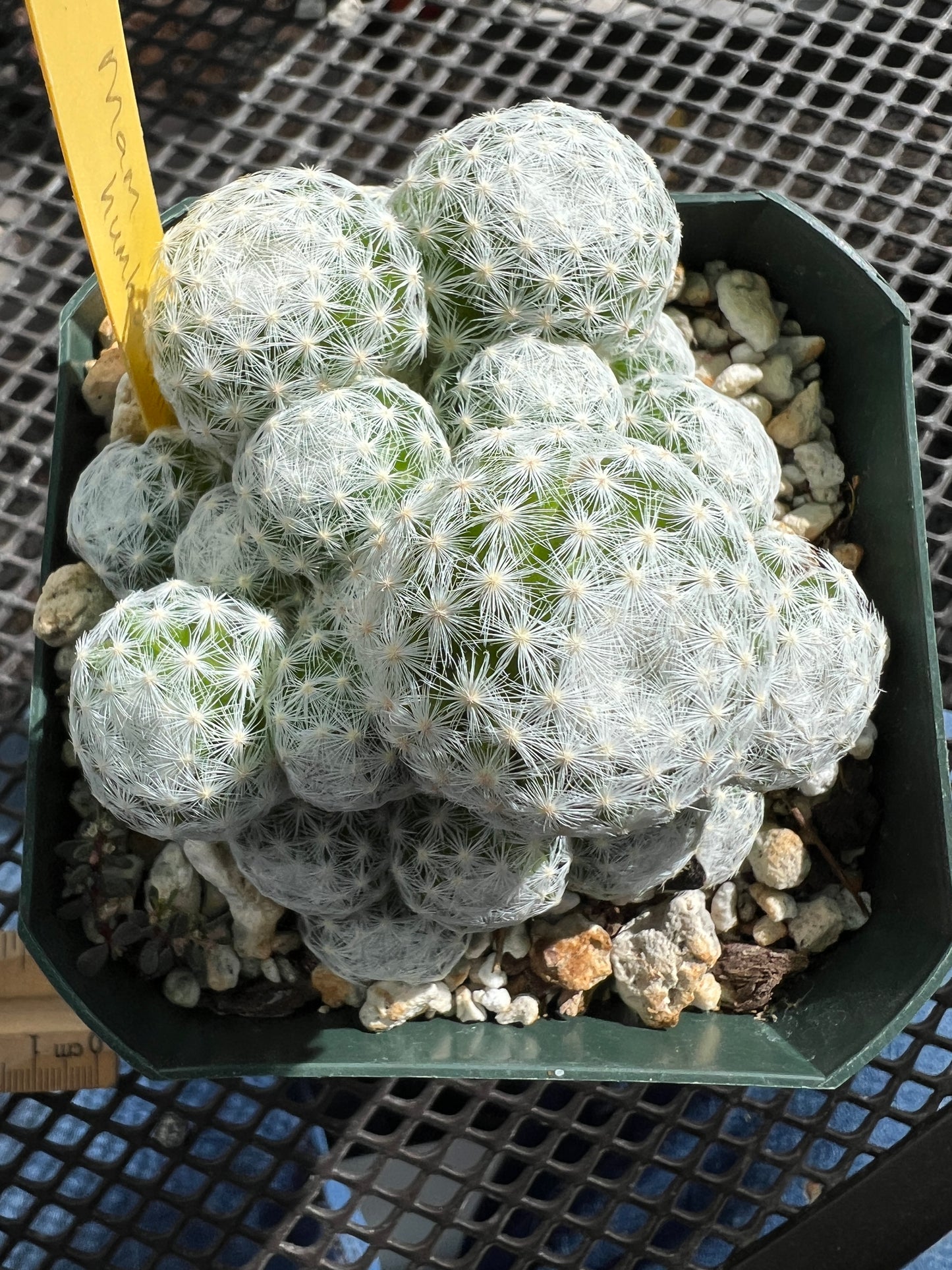 Mammillaria humboldtii cactus