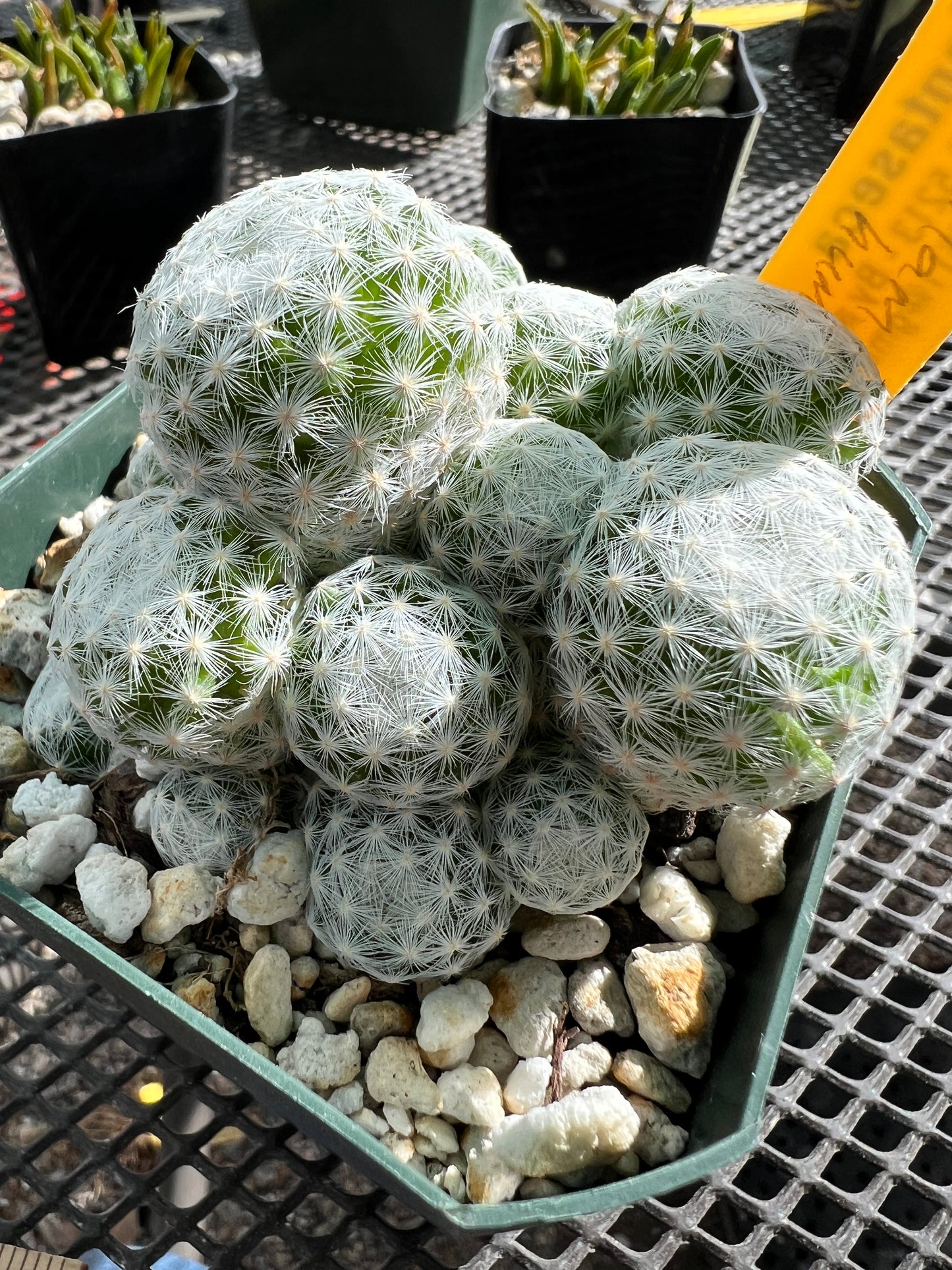 Mammillaria humboldtii cactus