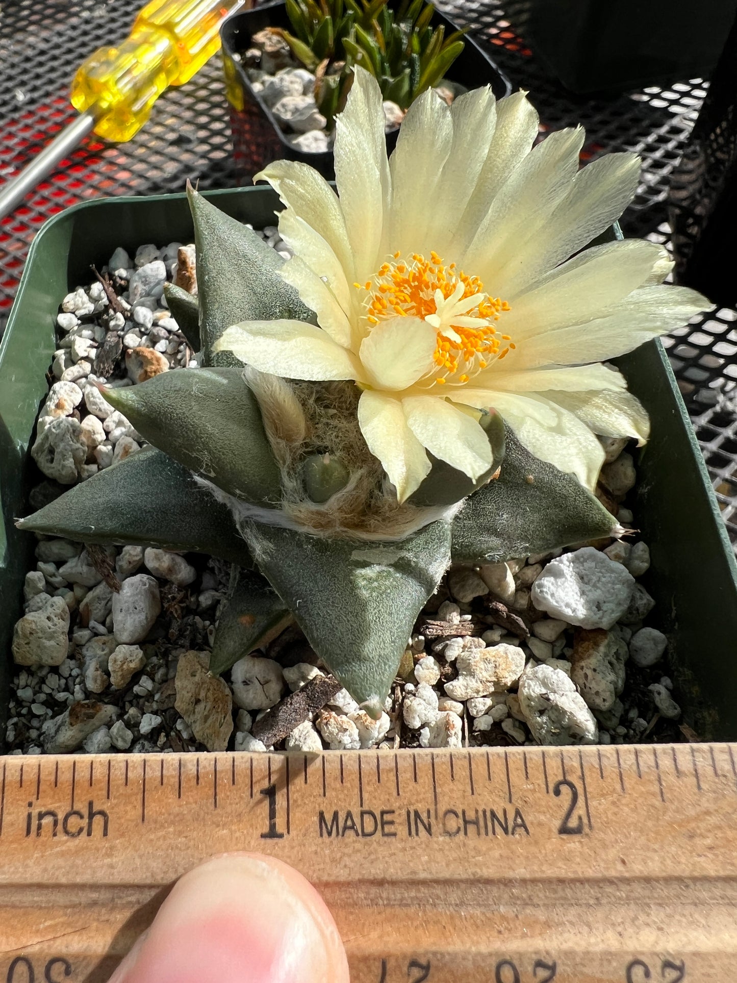 Ariocarpus trigonus cactus