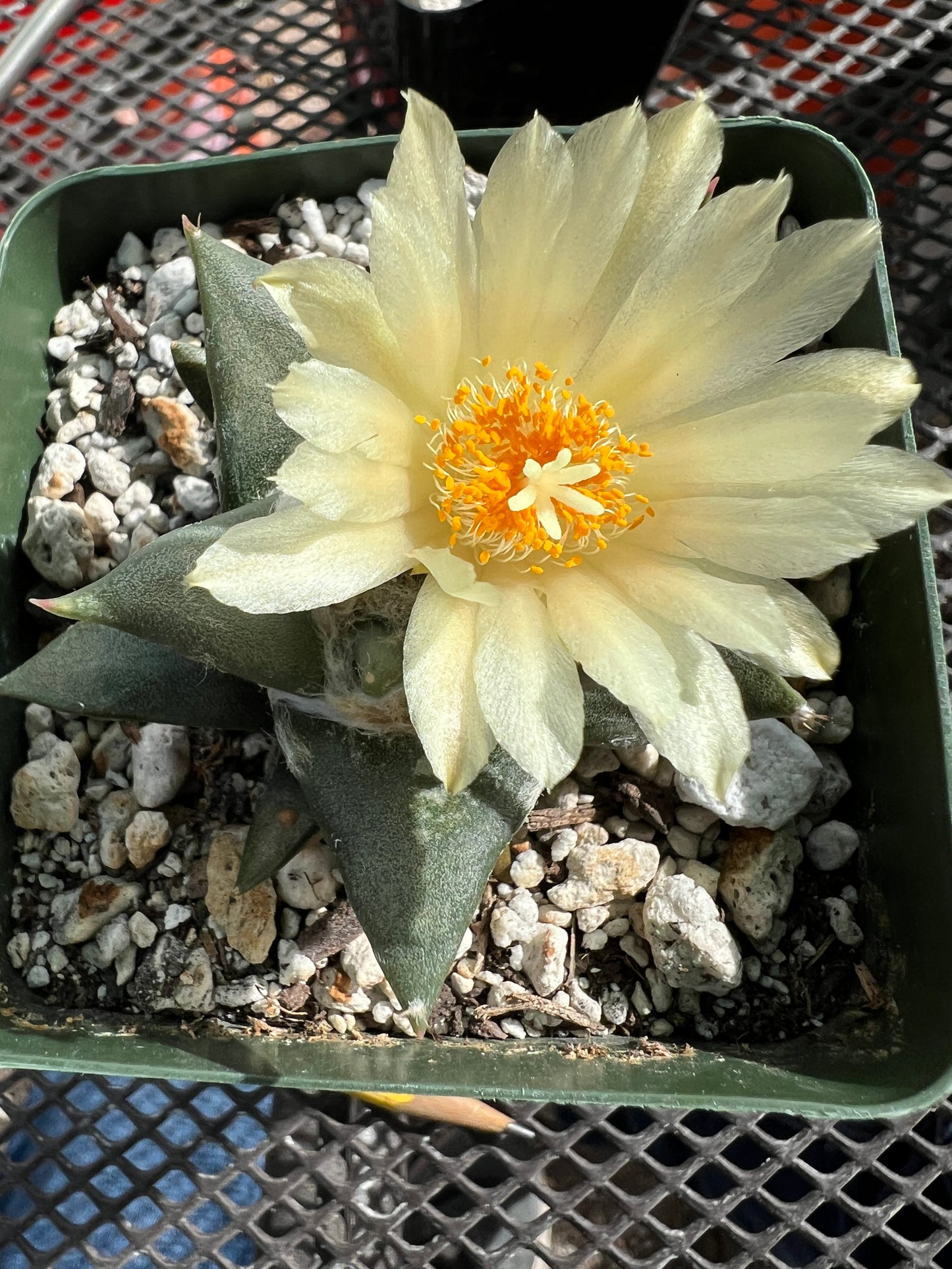 Ariocarpus trigonus cactus