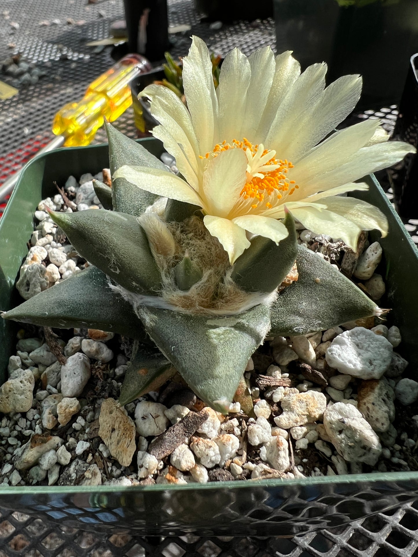 Ariocarpus trigonus cactus