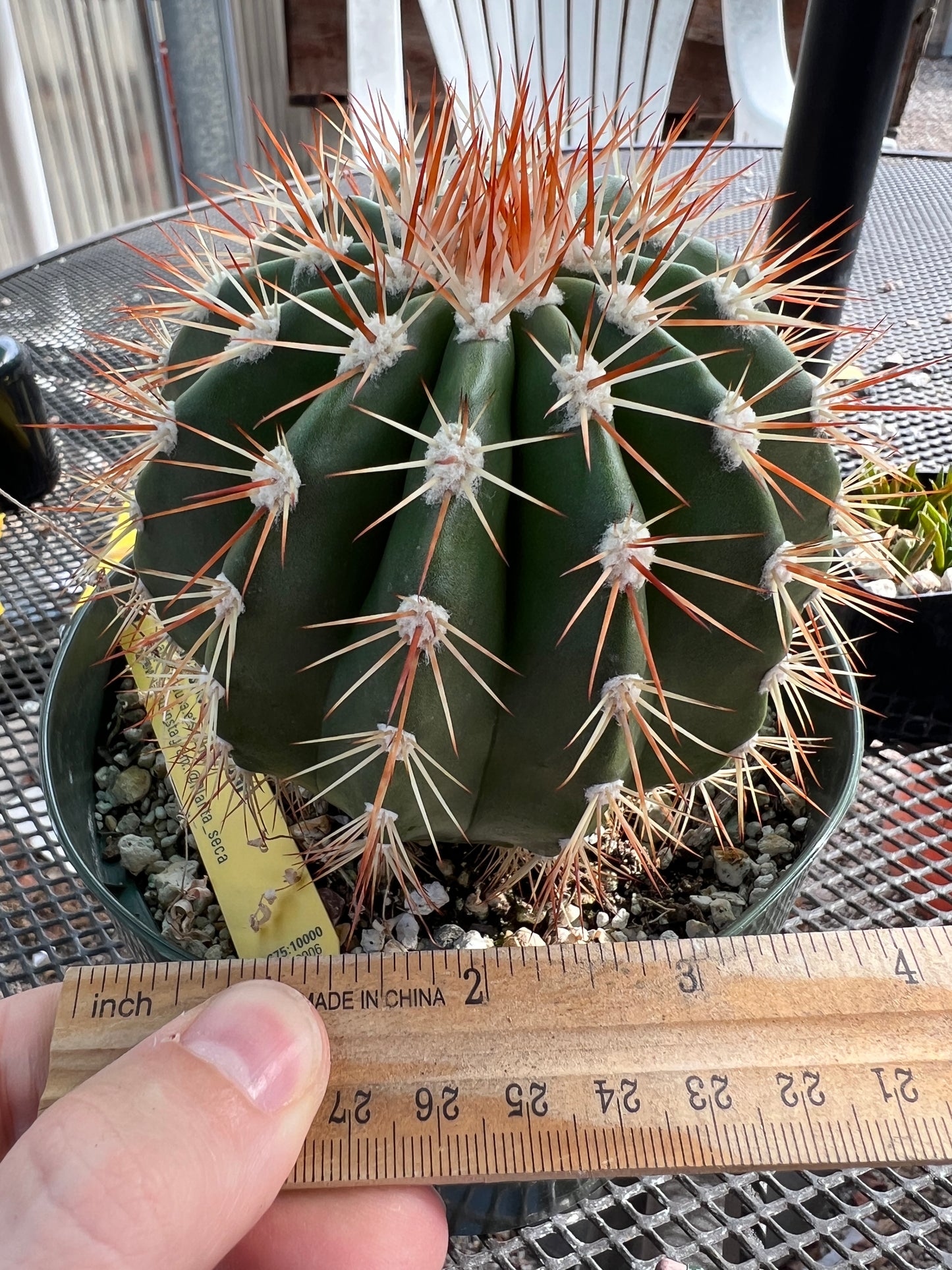 Melocactus species in 6 inch pot nice plant